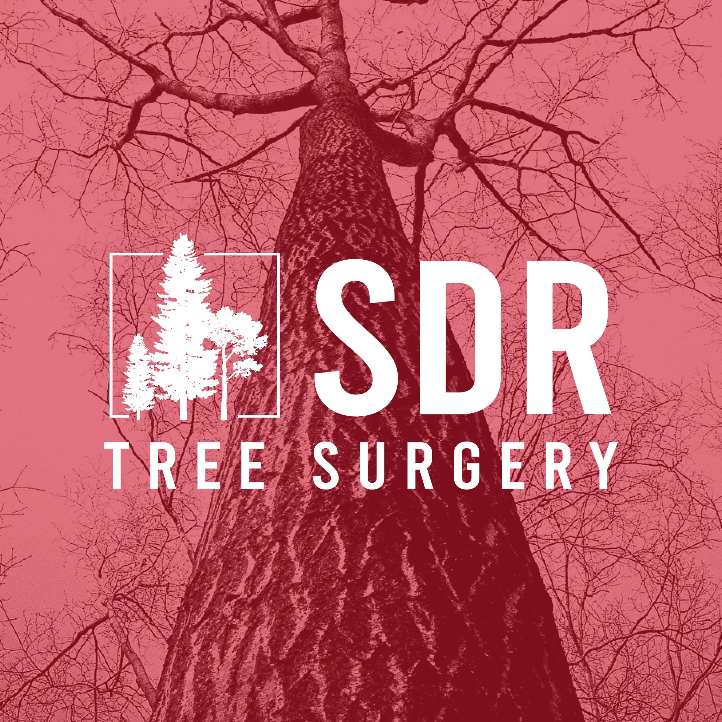 A tall tree viewed from the ground with a pink sky background, overlaid with the logo and text 'SDR Tree Surgery' and an icon of three trees inside a square.