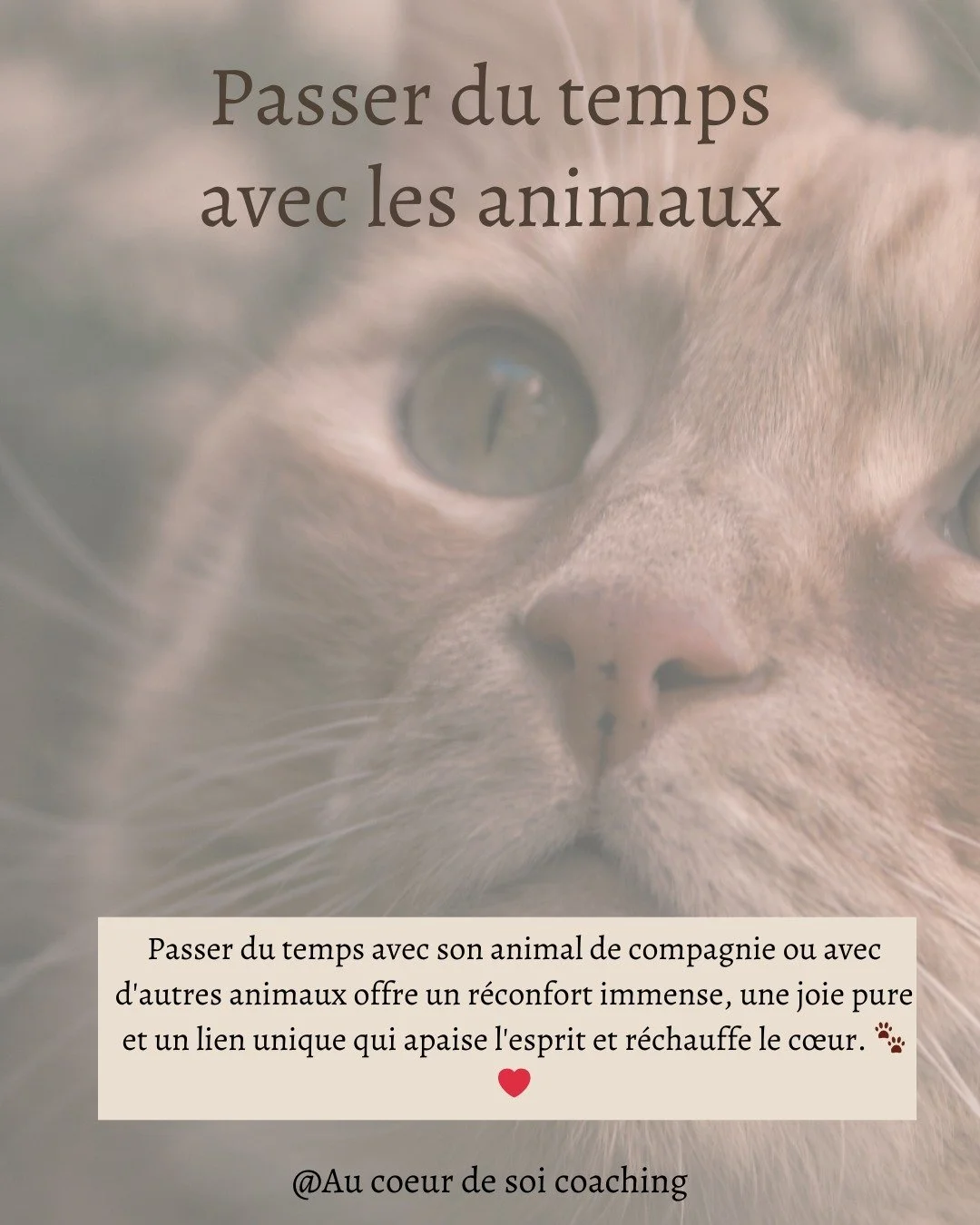 🐾 La douceur des animaux pour apaiser l&rsquo;esprit 🐾

Prendre du temps avec son animal &mdash; ou simplement s&rsquo;entourer d&rsquo;animaux &mdash; apaise le mental, r&eacute;duit le stress et ram&egrave;ne une s&eacute;r&eacute;nit&eacute; pro