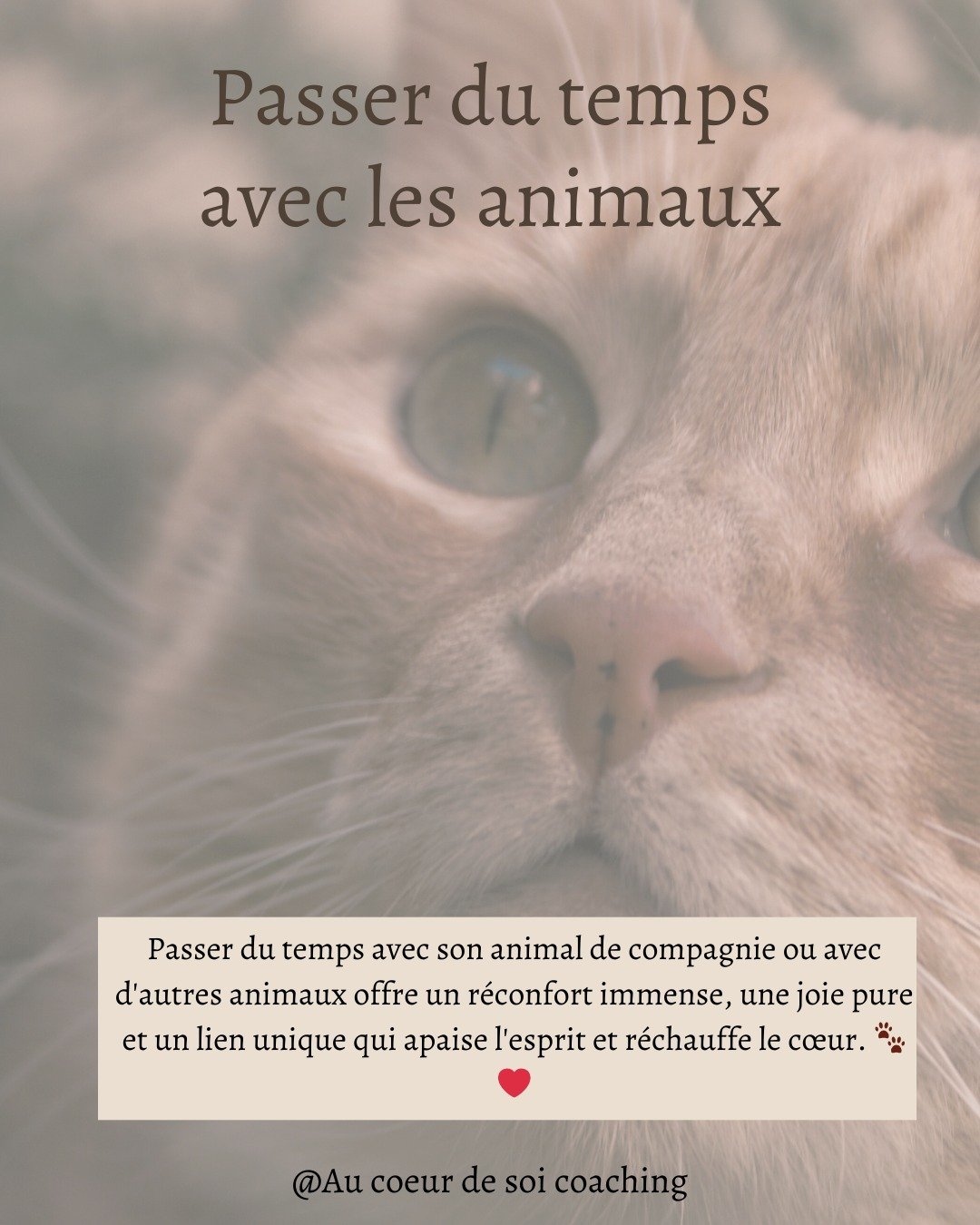 🐾 La douceur des animaux pour apaiser l&rsquo;esprit 🐾

Prendre du temps avec son animal &mdash; ou simplement s&rsquo;entourer d&rsquo;animaux &mdash; apaise le mental, r&eacute;duit le stress et ram&egrave;ne une s&eacute;r&eacute;nit&eacute; pro