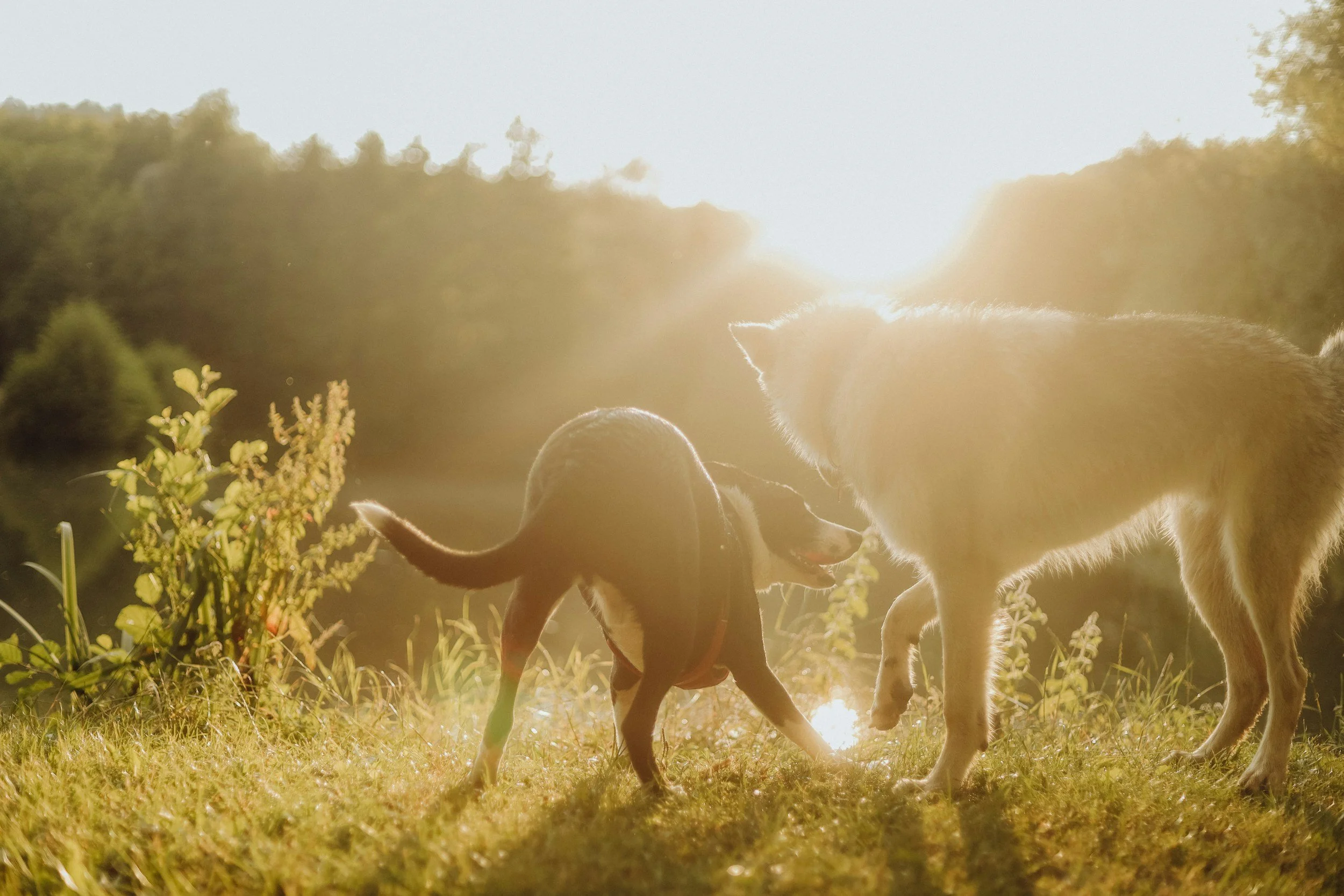 Two dogs playing in a field at sunset, representing emotional healing and behaviour support through the Animal Emotion Code.