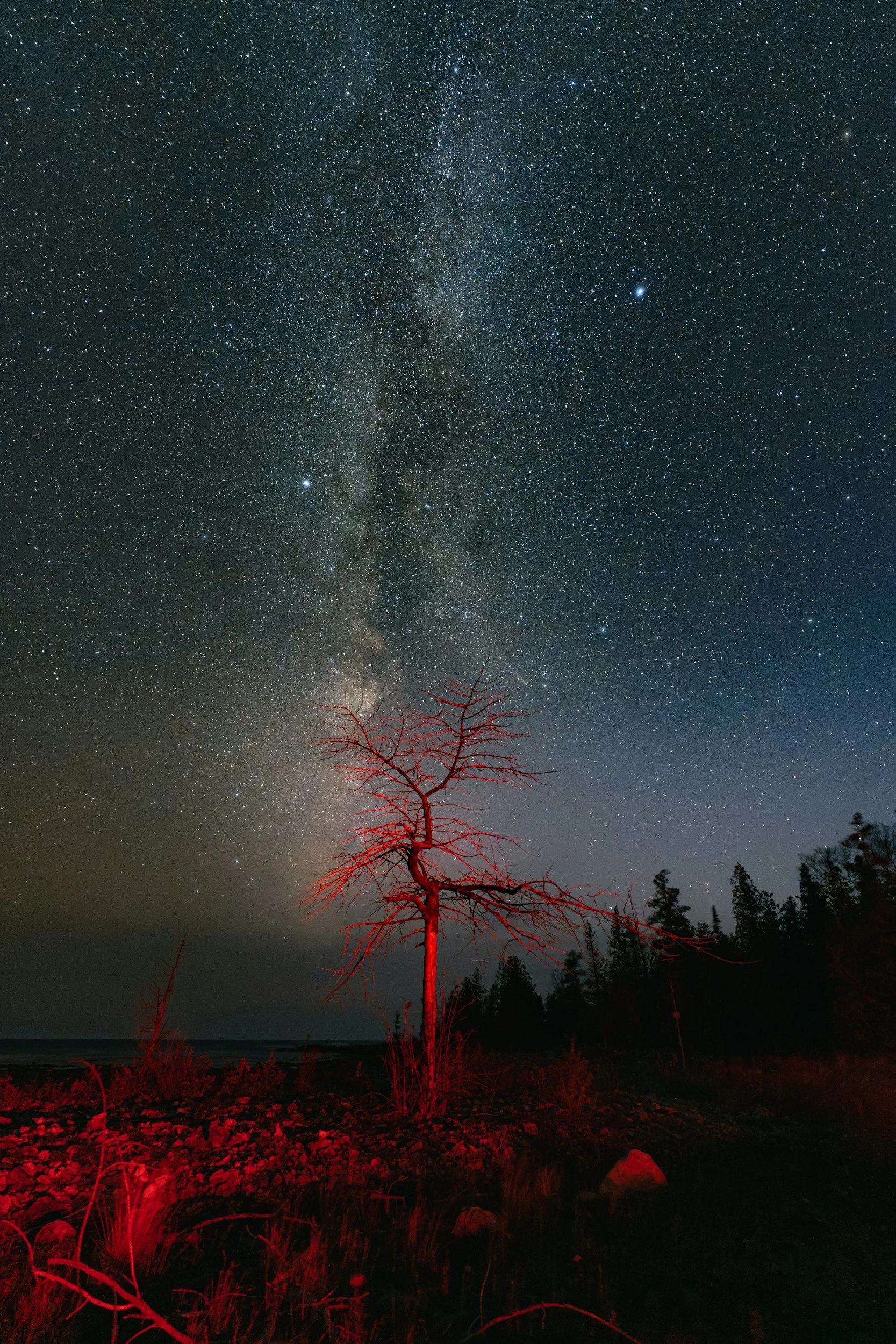 A leafless tree illuminated with red light stands on a rocky shore at night; the Milky Way galaxy and a starry sky are visible overhead.