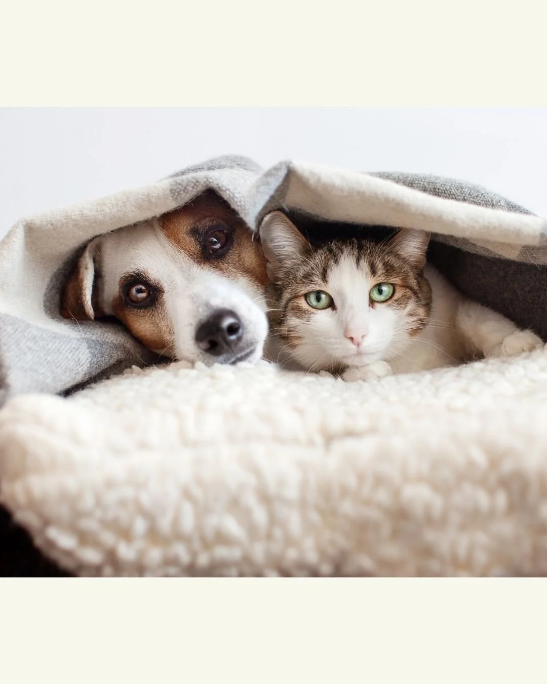 Can Animals Hold Trapped Emotions?