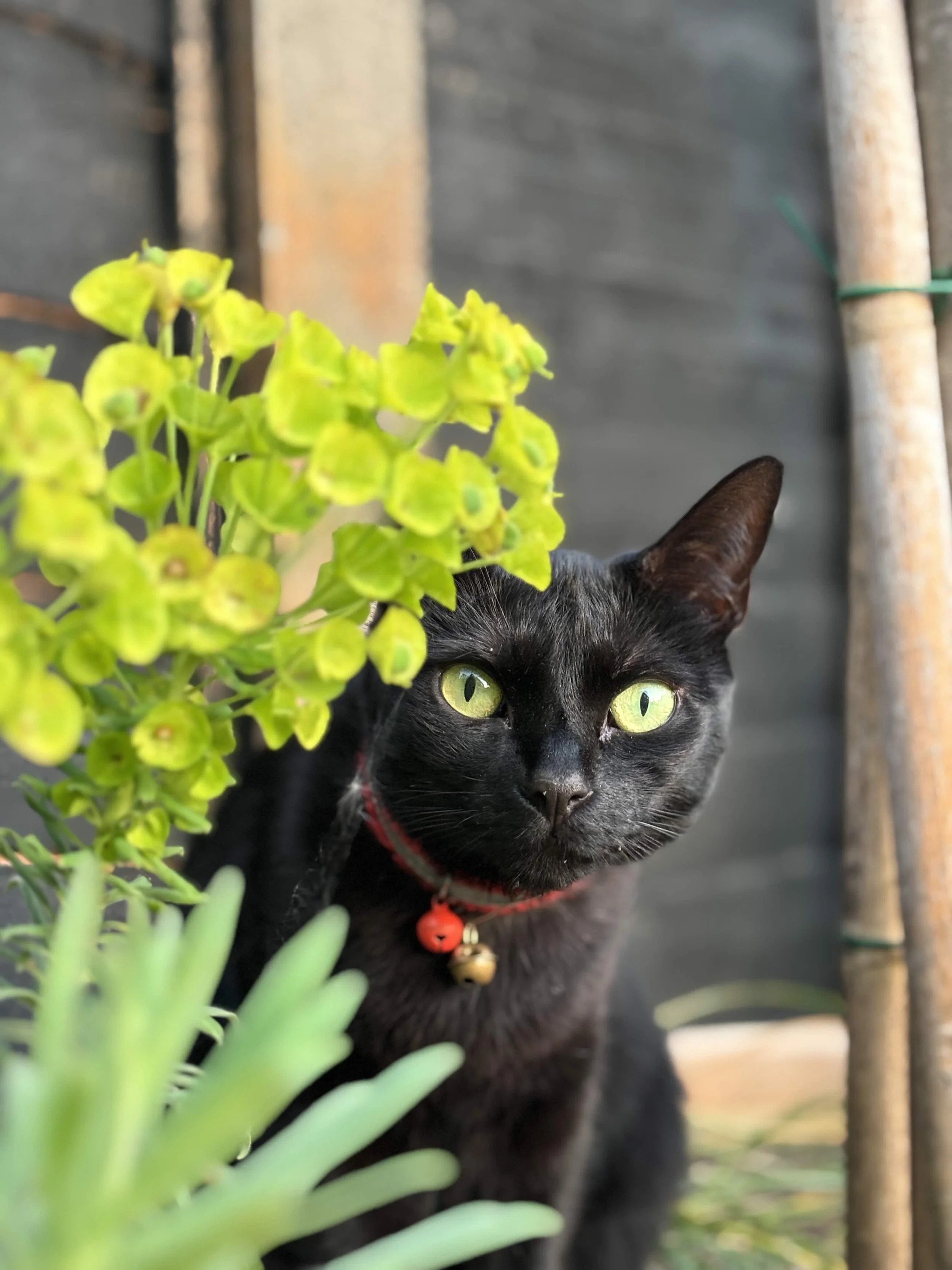 Black cat sitting behind plants, illustrating emotional healing and wellbeing through Animal Emotion Code sessions.