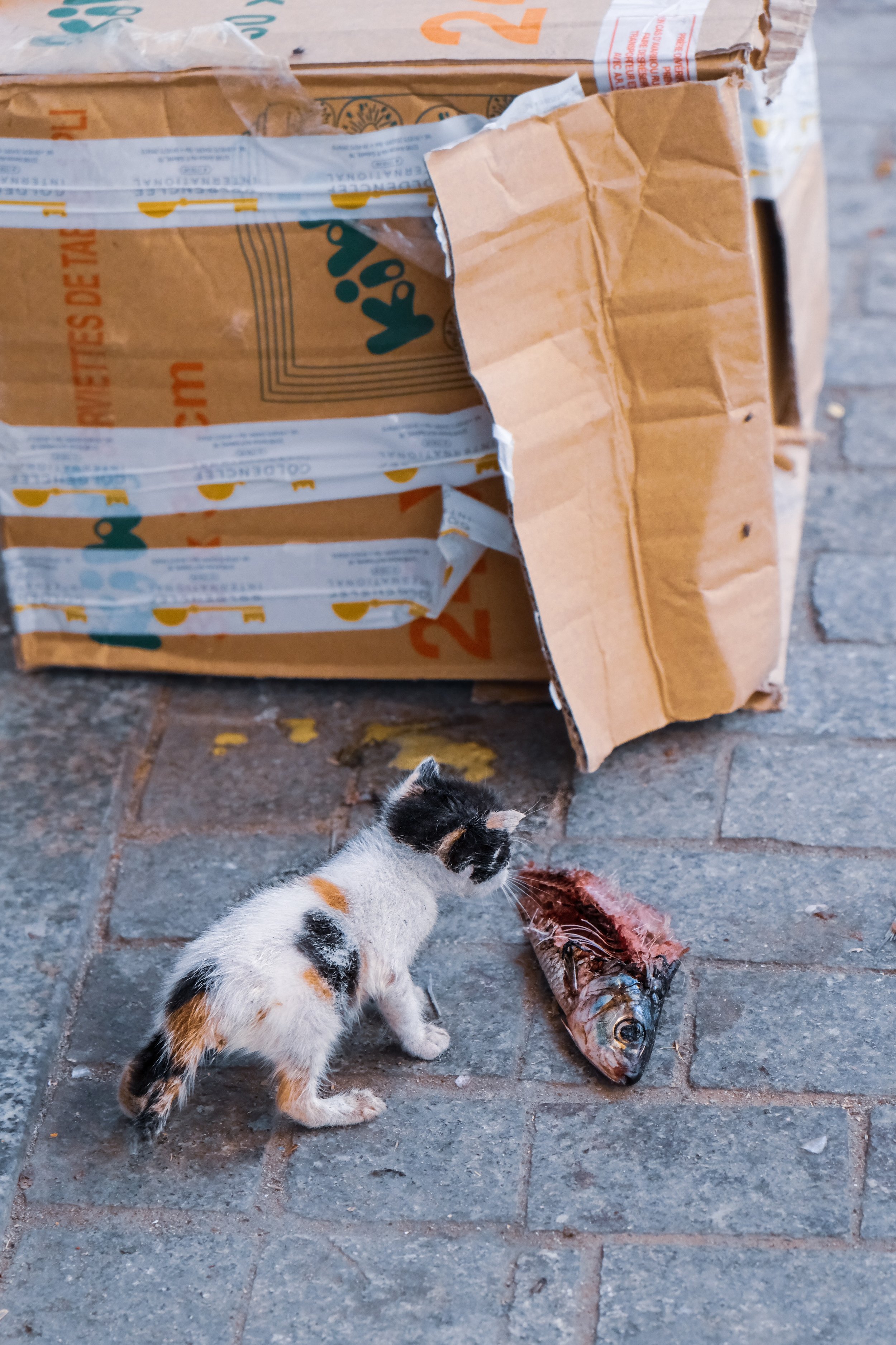 94CAD261-680F-4C8D-AB75-93394D88C47D.jpeg