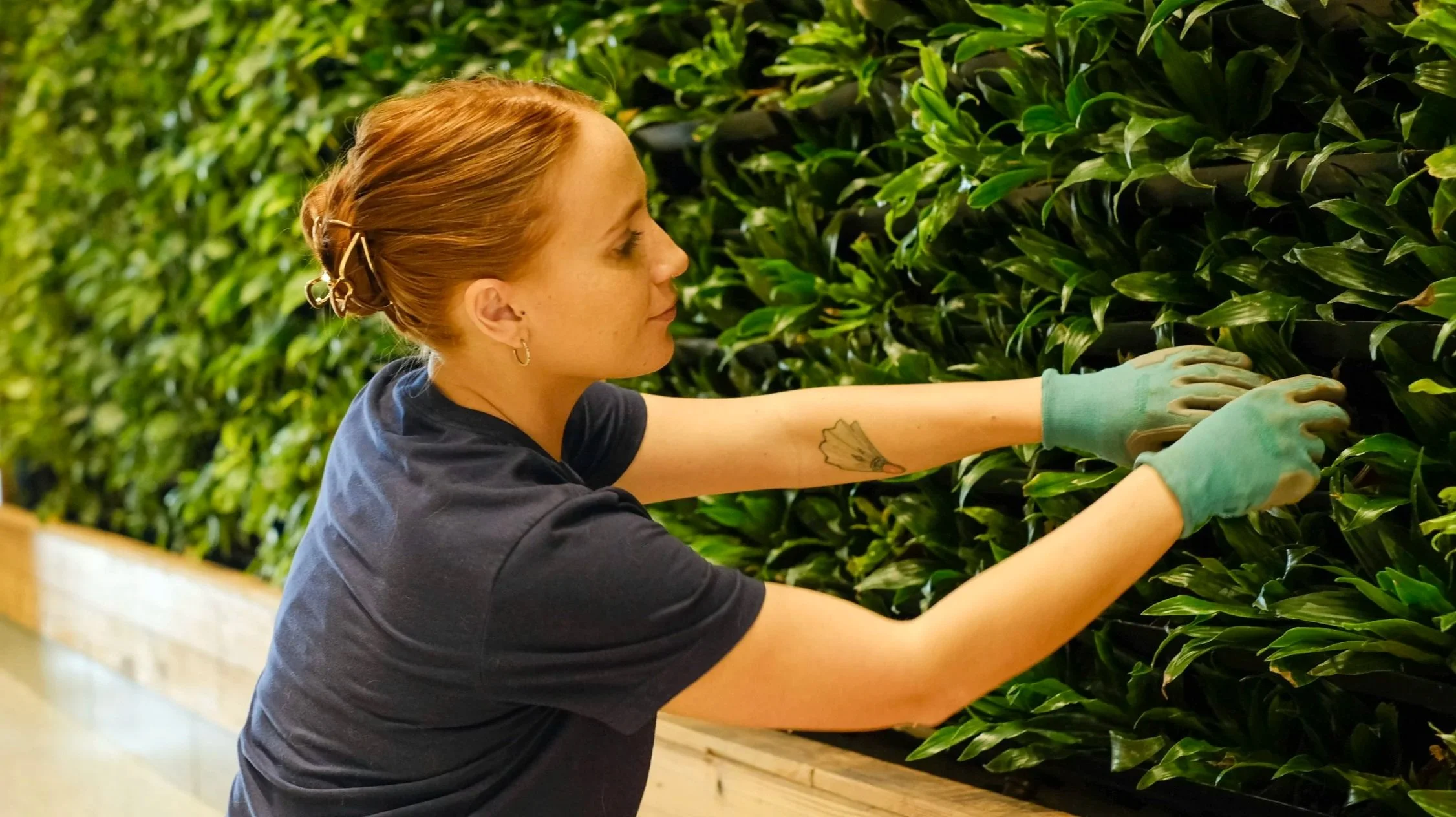 A woman is providing interior landscaping services to a living wall in Kansas City. She is providing commercial plant care to a building in Overland Park, Kansas.
