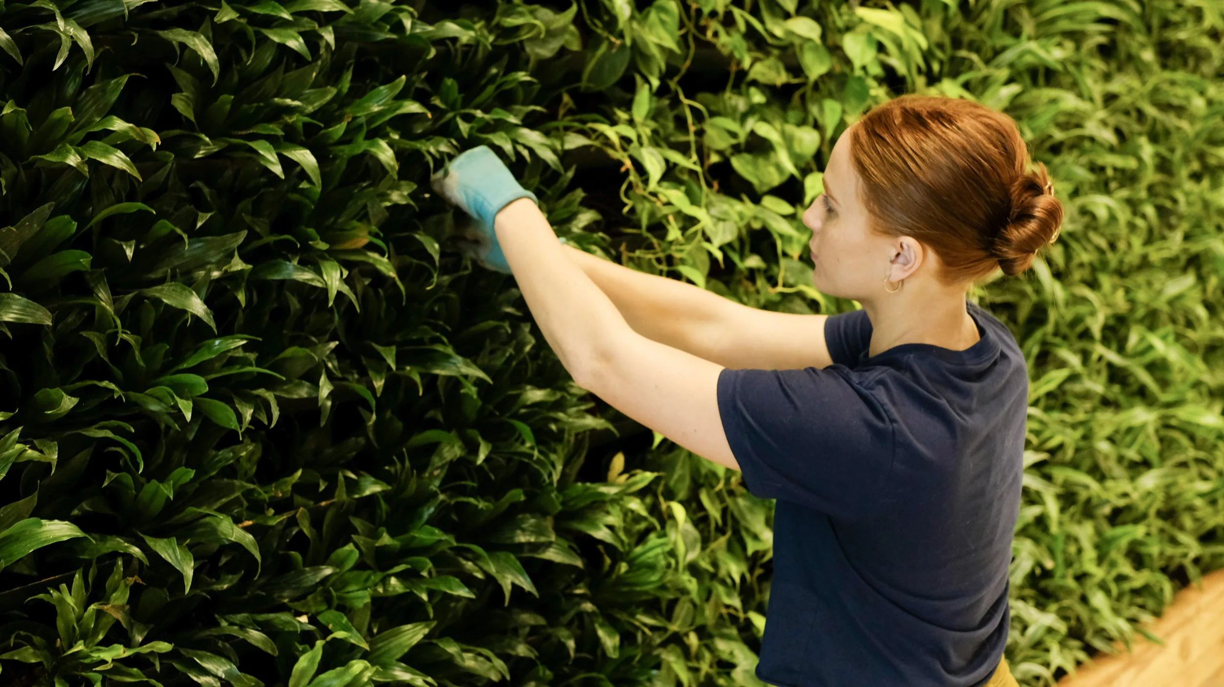 A woman is providing interior landscaping services to a local office in Kansas City. She is working on a living green wall while caring for many tropical plants indoors. Kansas City commercial plant care