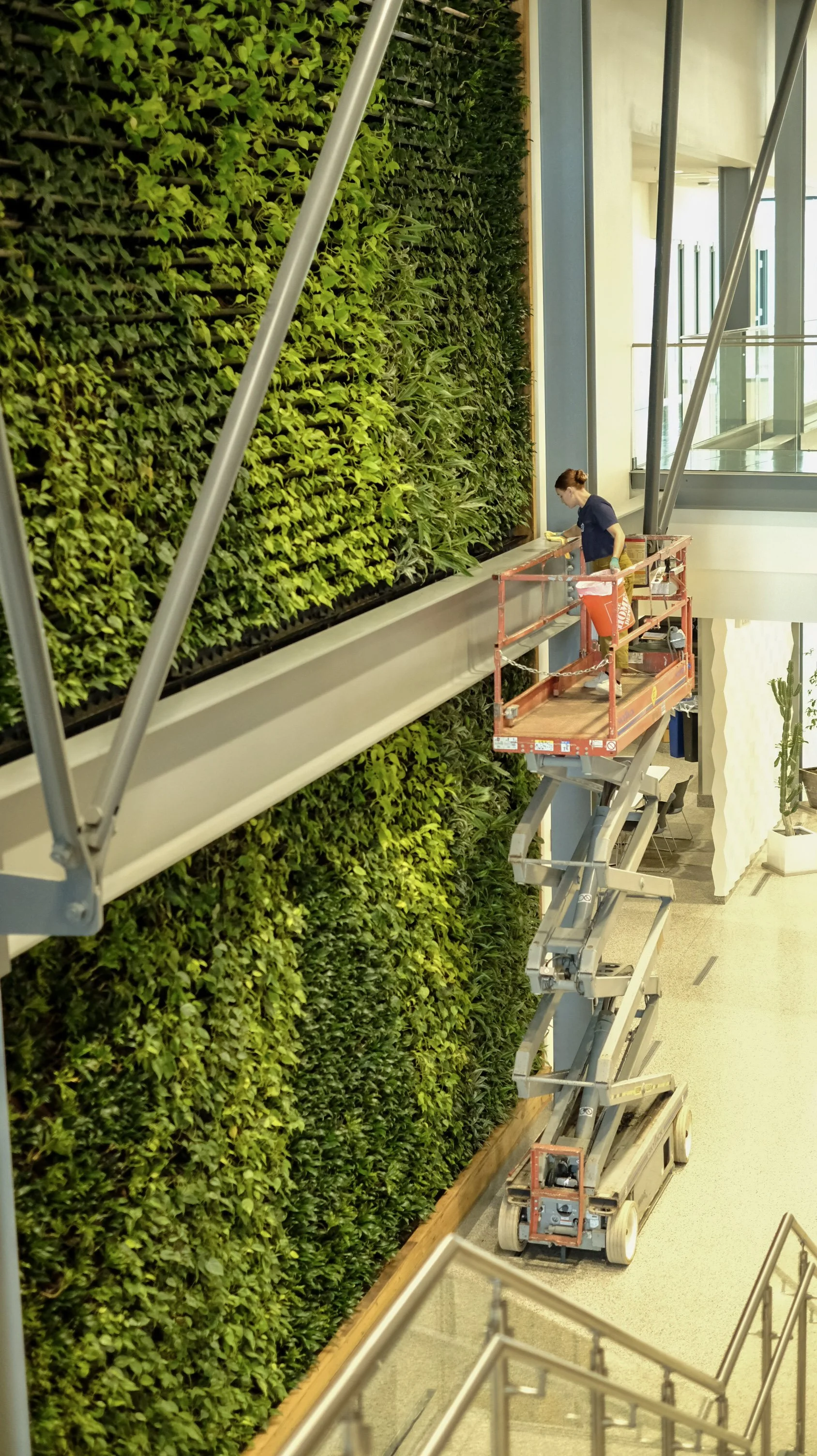 A person is doing living wall maintenance services at a building in Overland Park, near Kansas City. The living green wall is two stories and has thousands of live, tropical plants on an irrigation system. They are using a scissor lift to access.