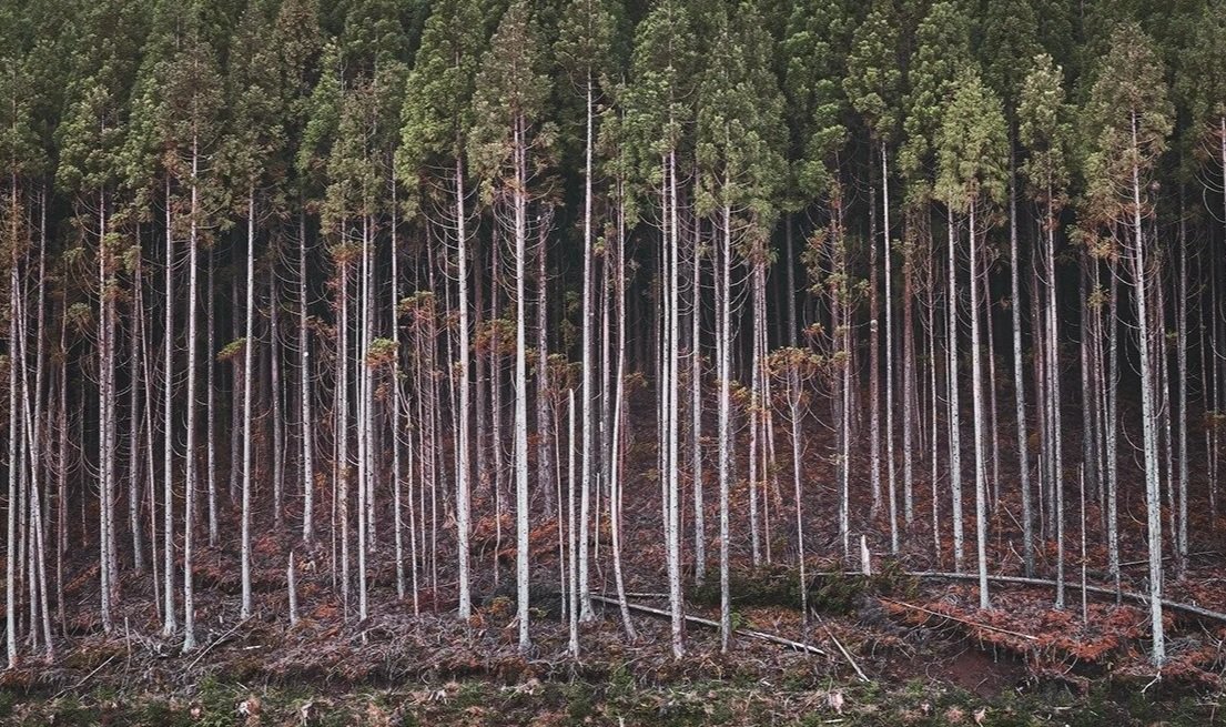 cryptomeria+6.jpg