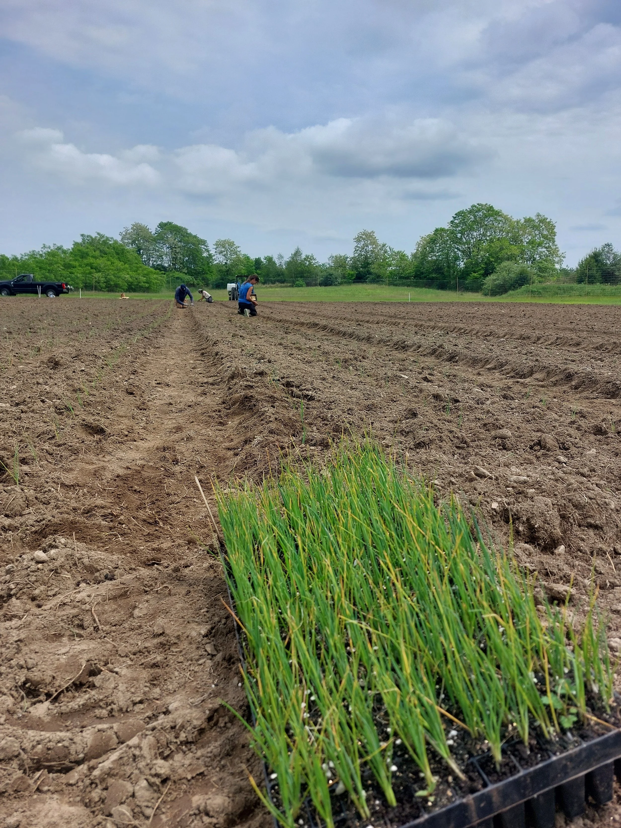 That Rain, those Leeks