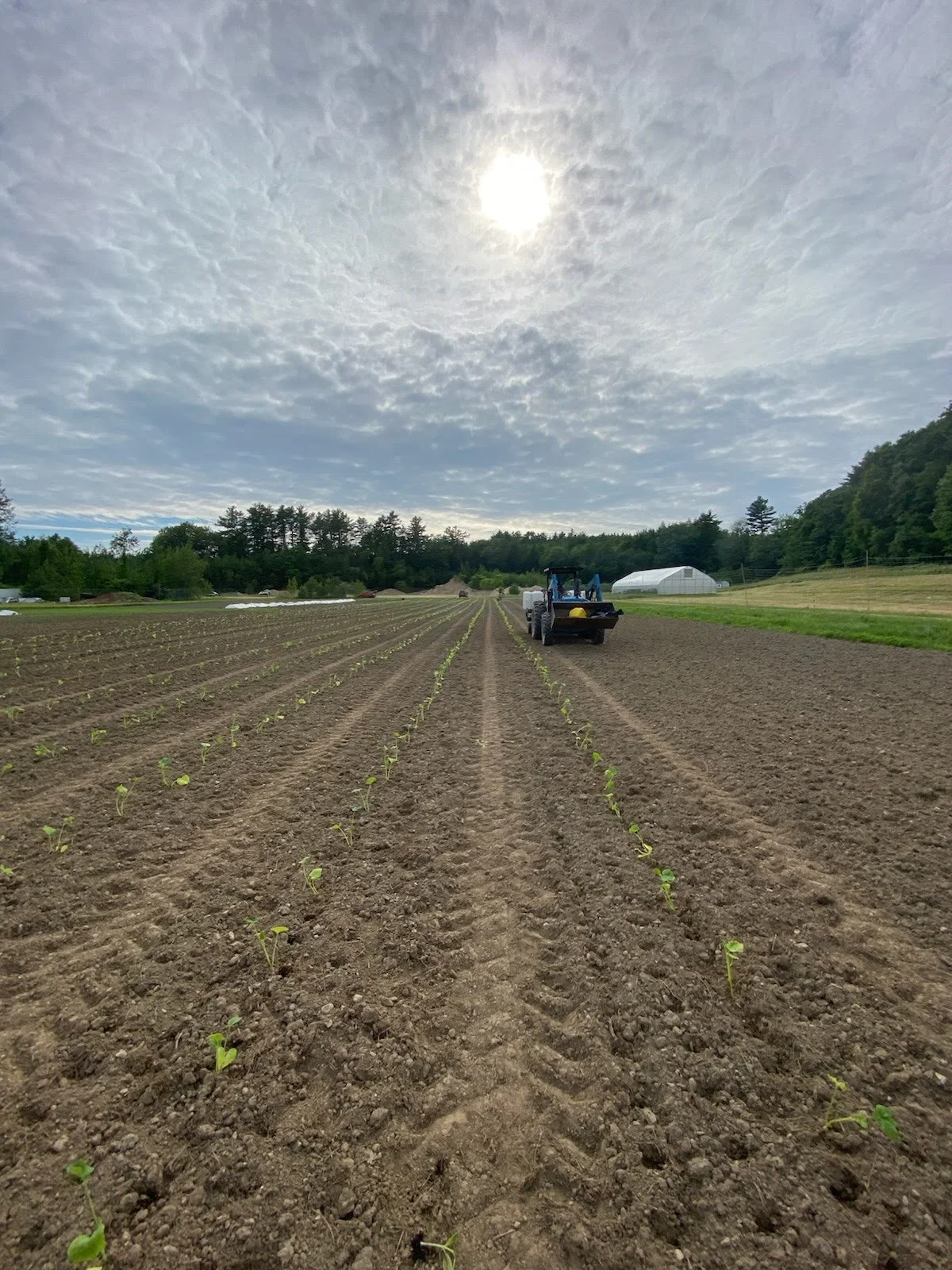 This Day Shall be Known as Squash Day