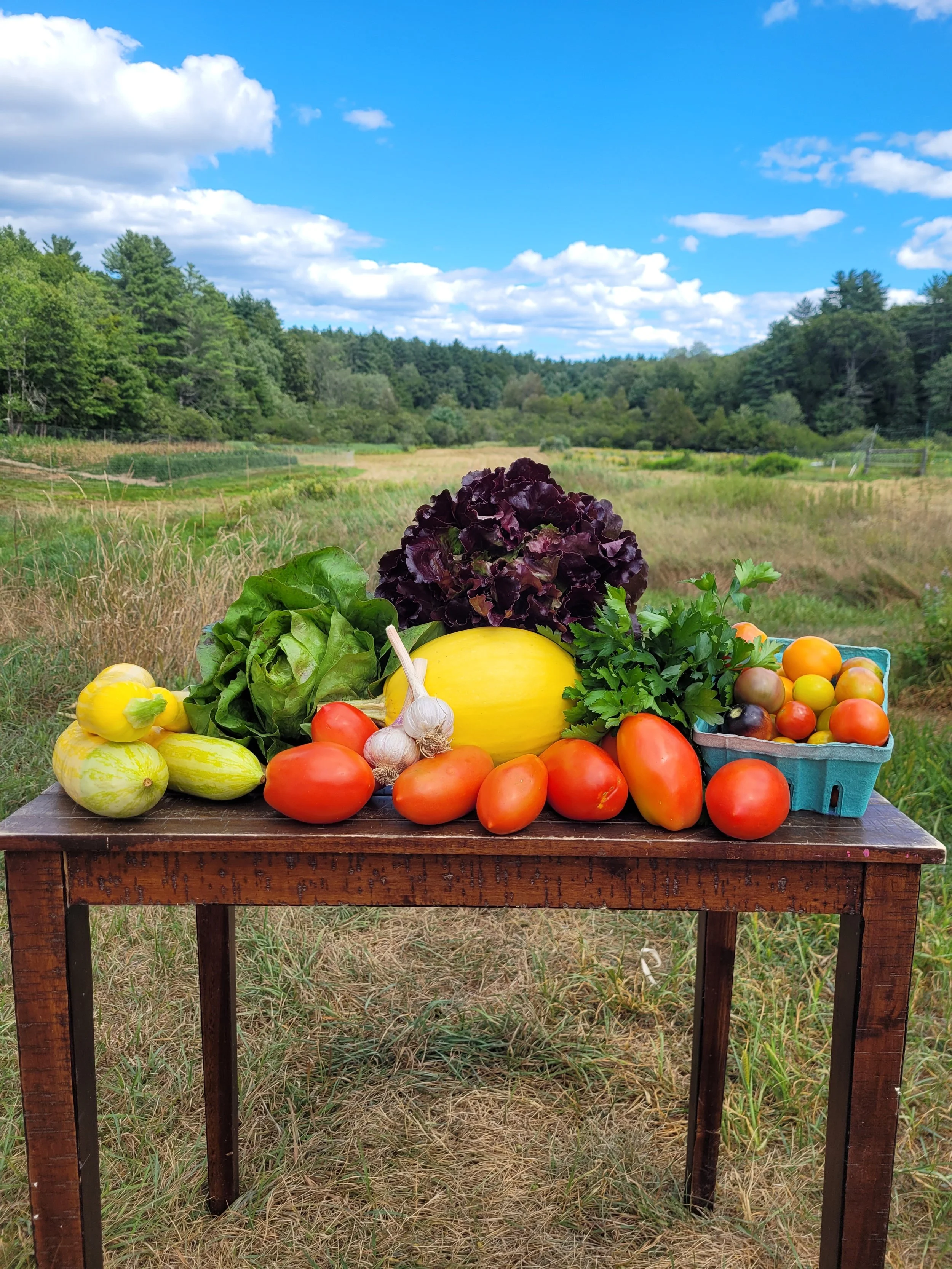 Summer 2025: Week 13