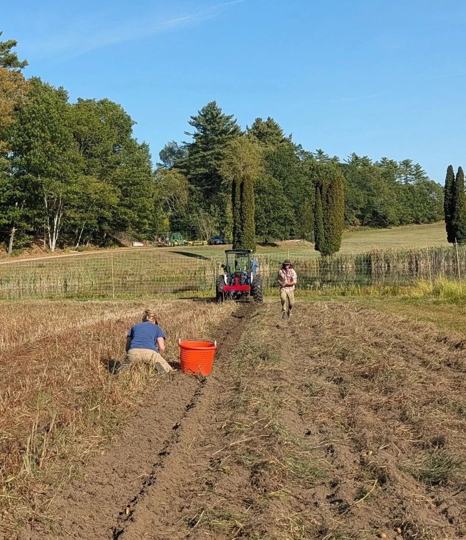 Harvesting fingerling potatoes