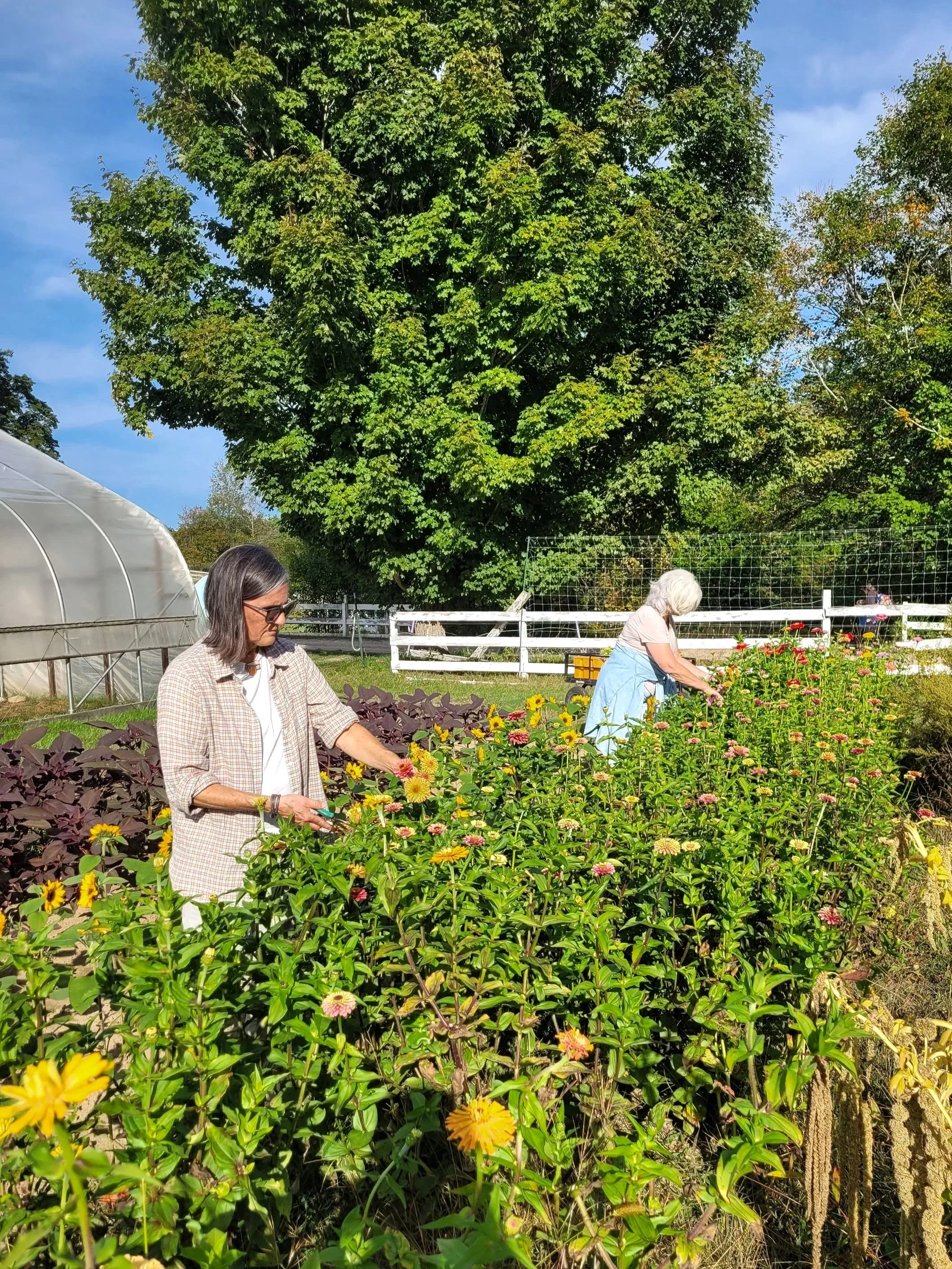 Harvesting donation flowers for Footprints