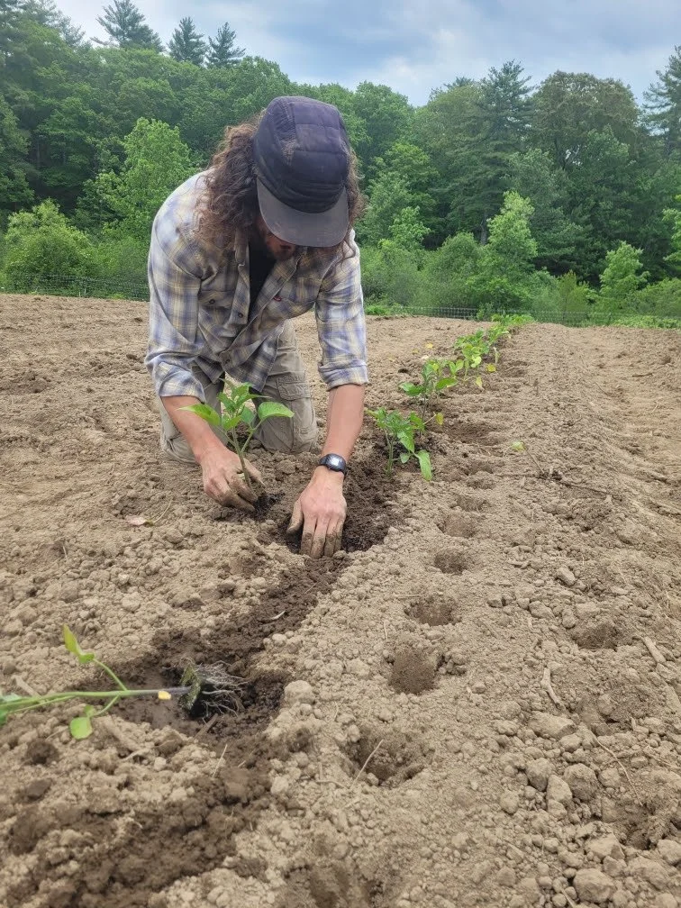Tendrilling up the Trellis
