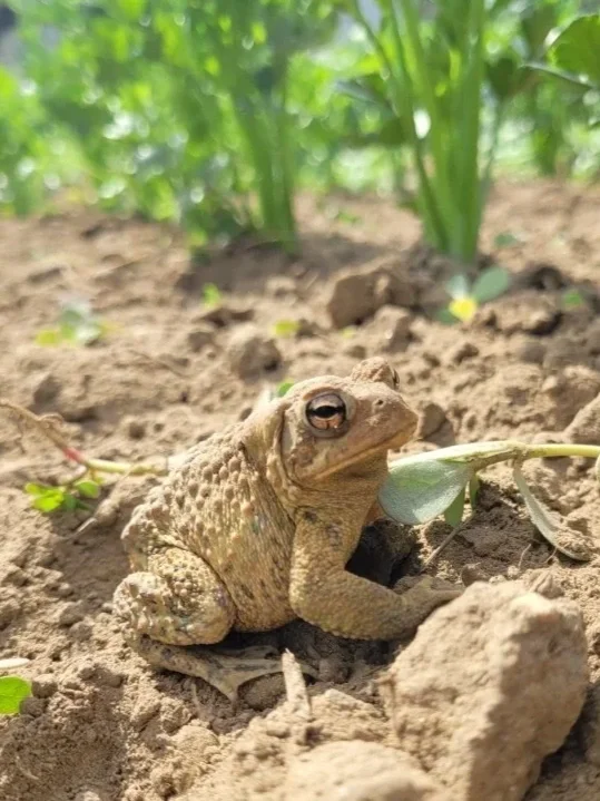 Optimism with Chance of Rain
