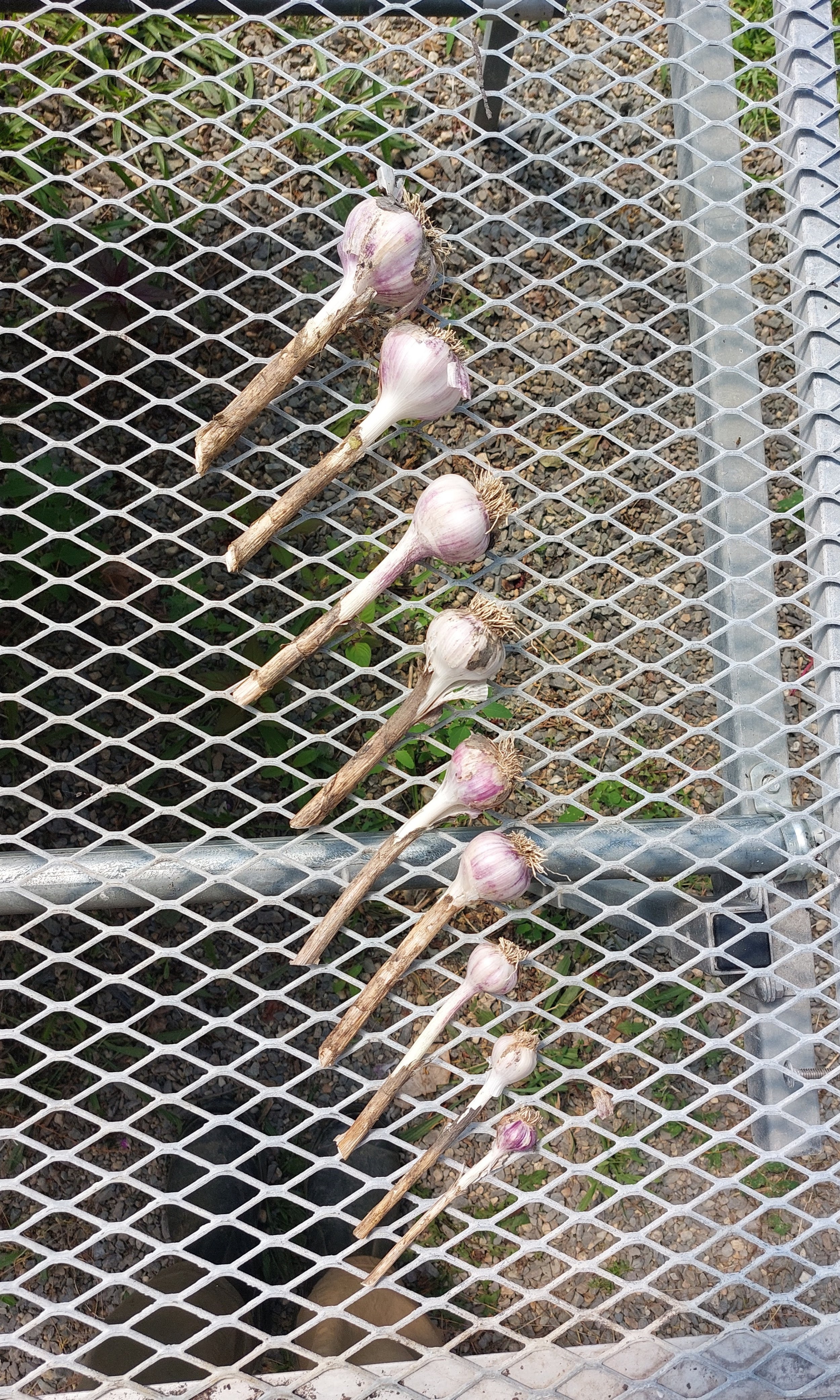 Fare Thee Well to Peas