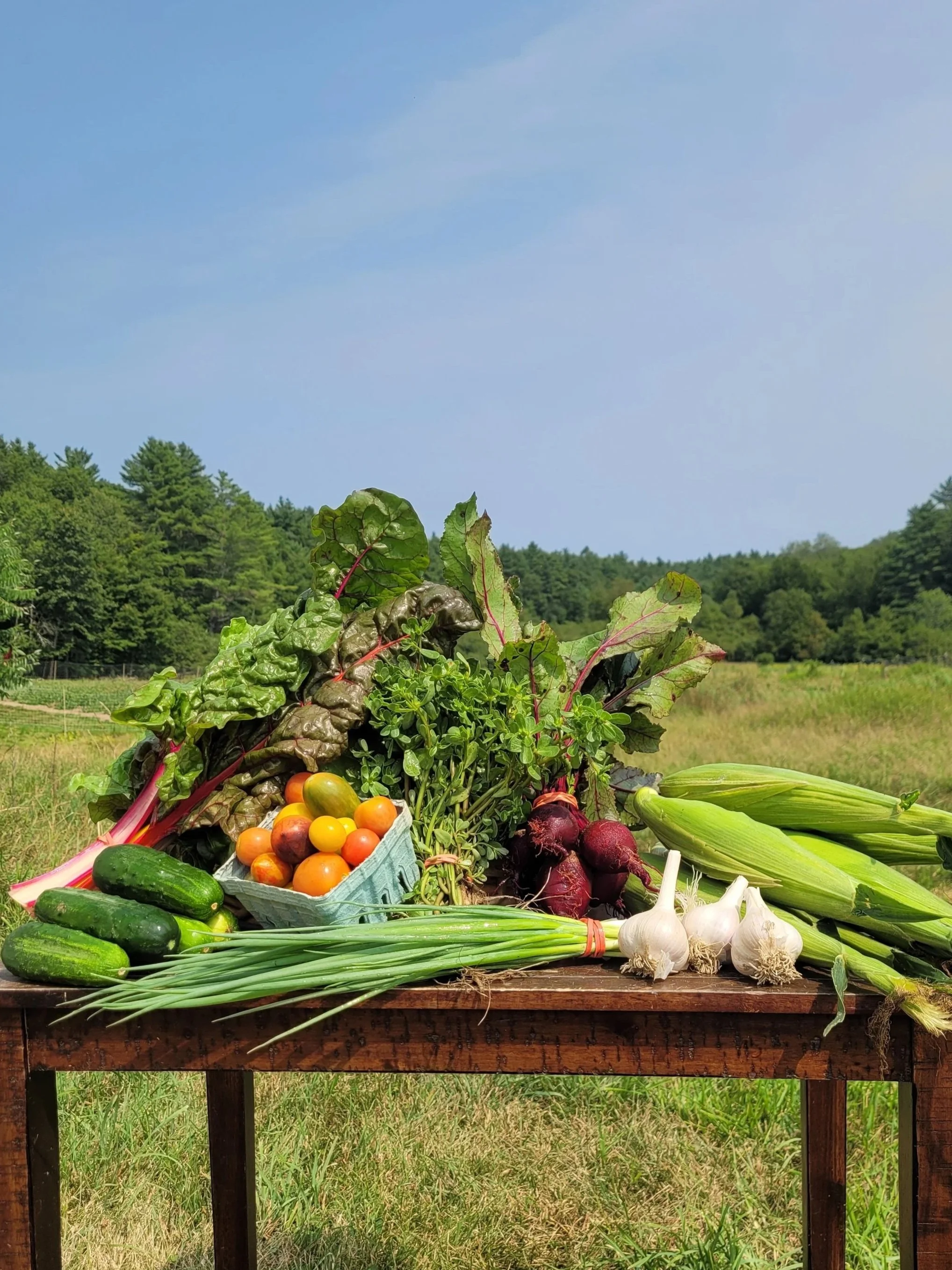 Summer 2025: Week 10