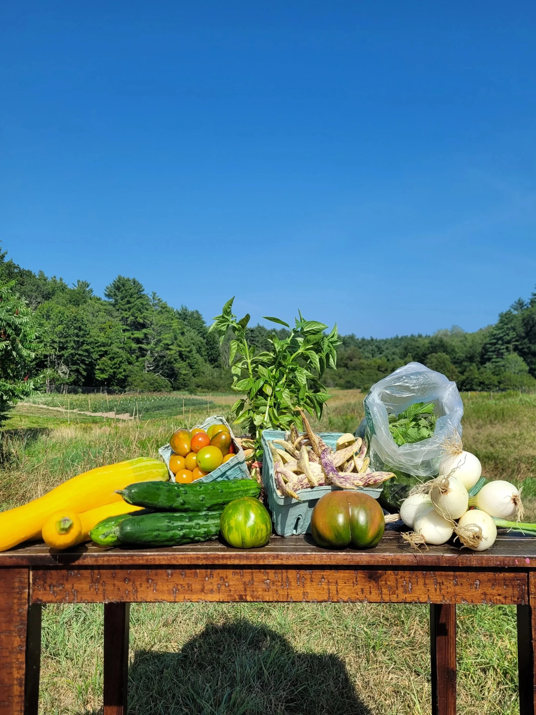 Summer 2025: Week 11