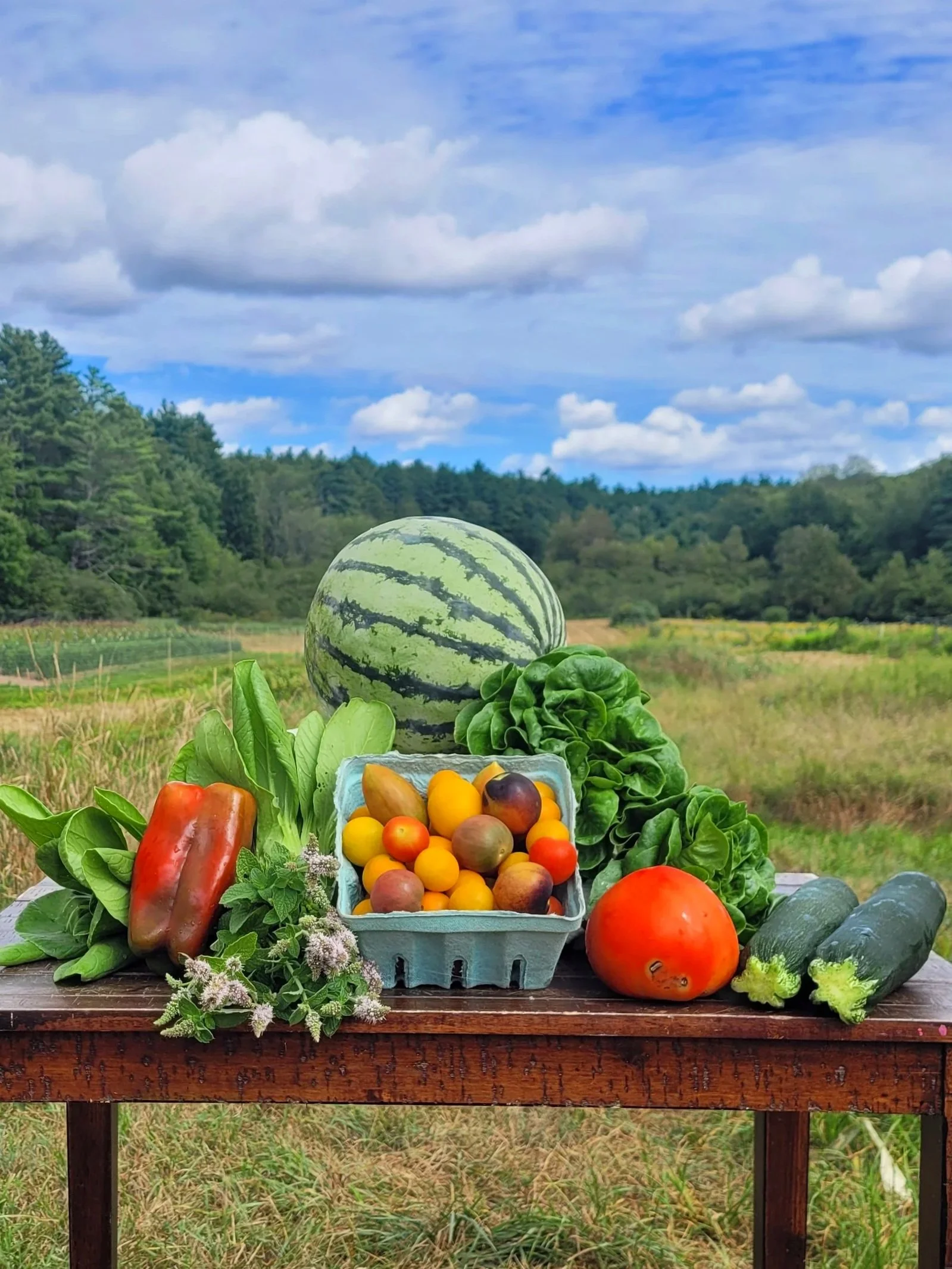 Summer 2025: Week 12