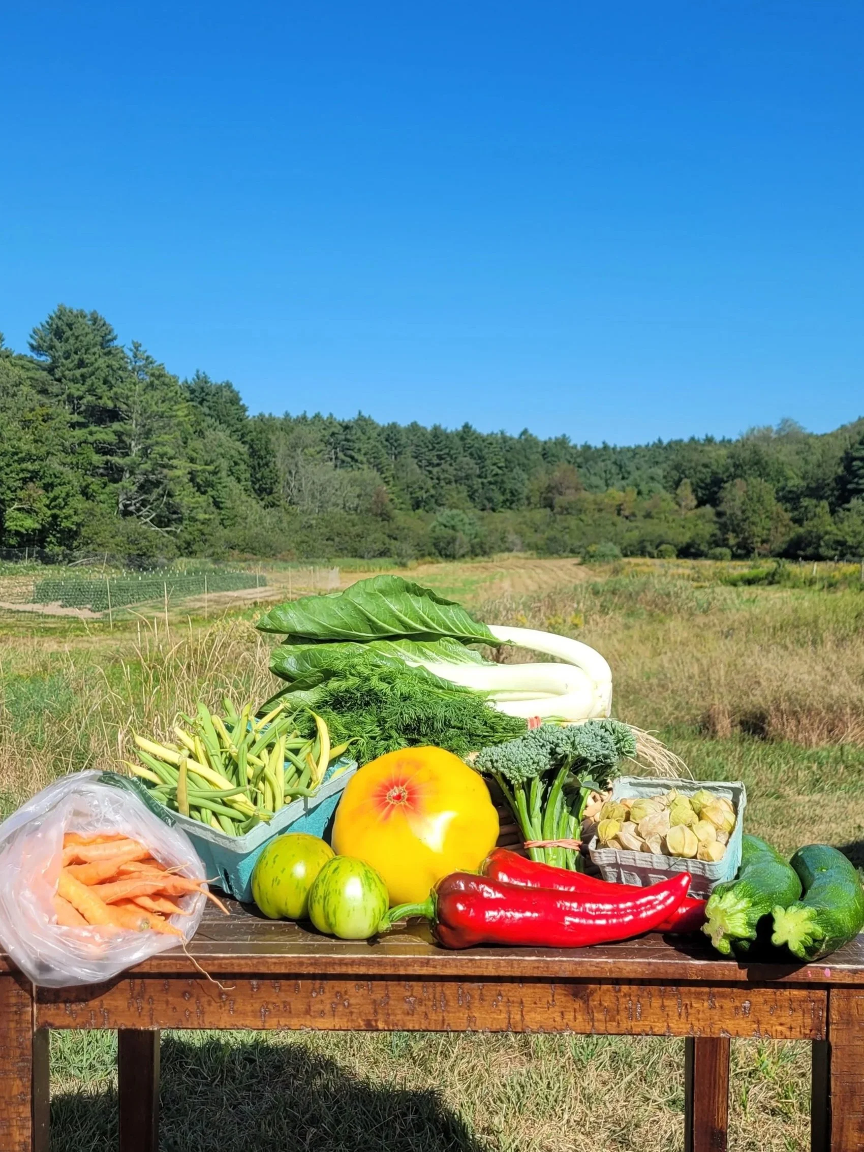 Summer 2025: Week 14