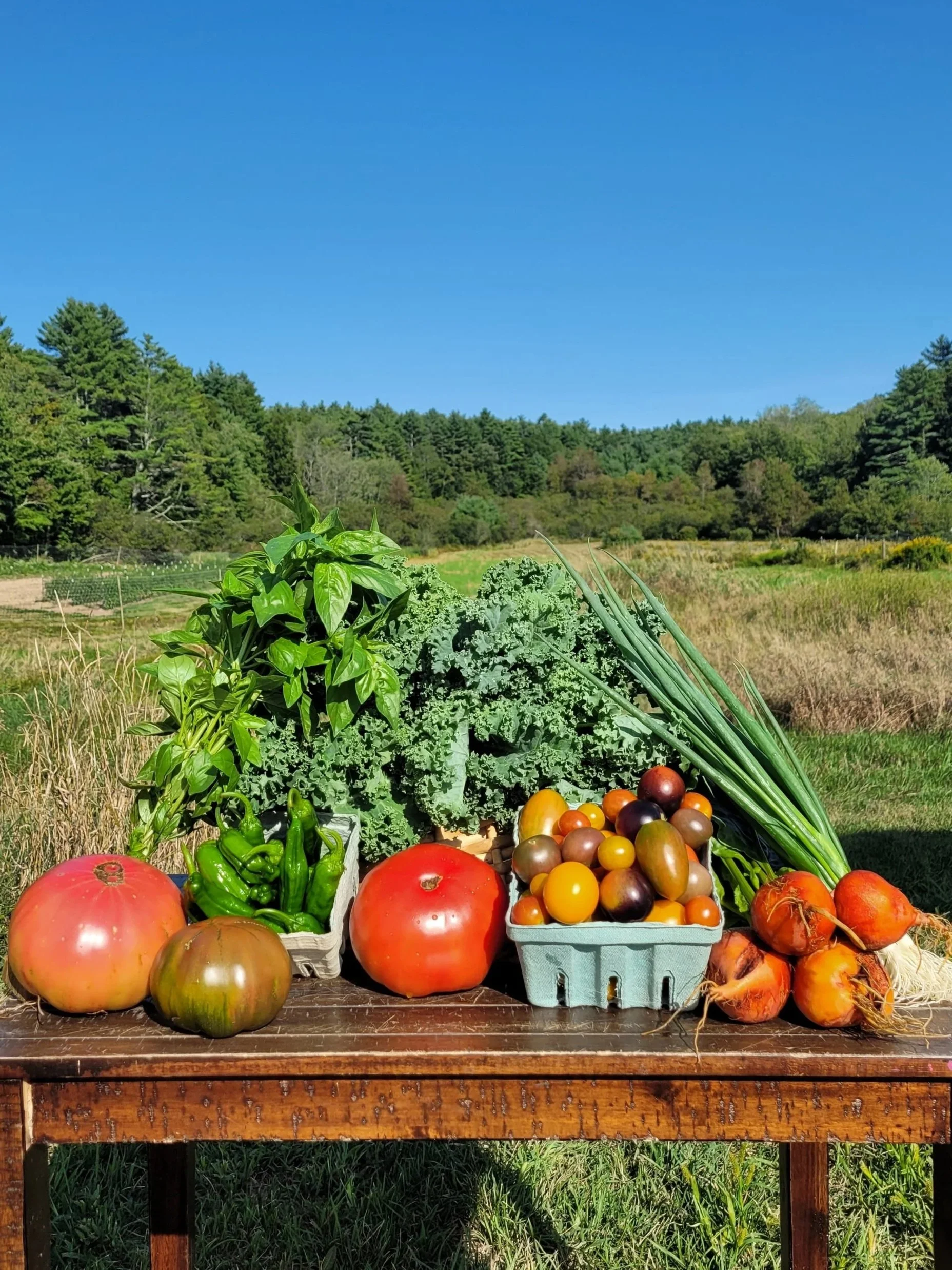 Summer 2025: Week 15