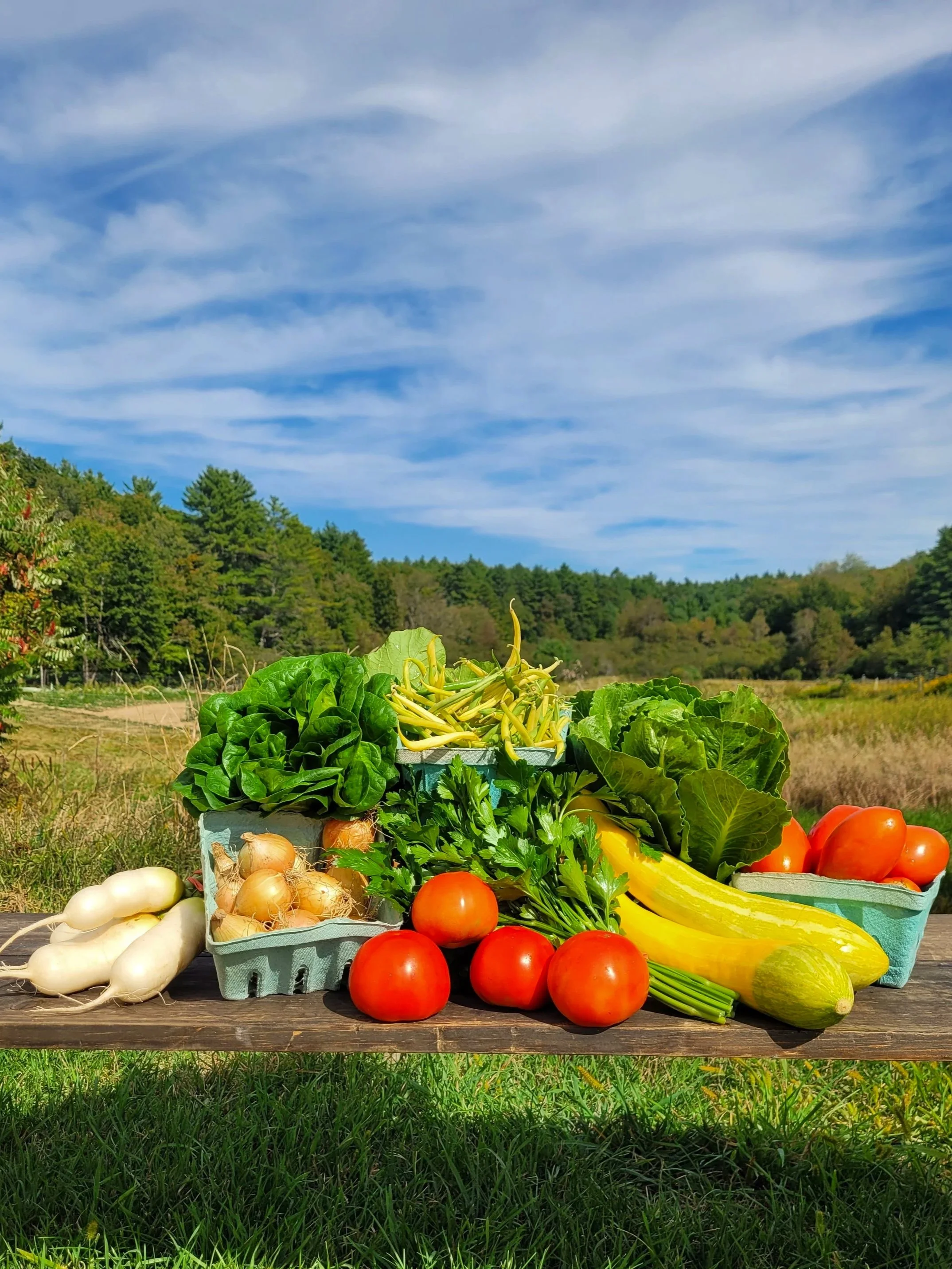 Summer 2025: Week 16