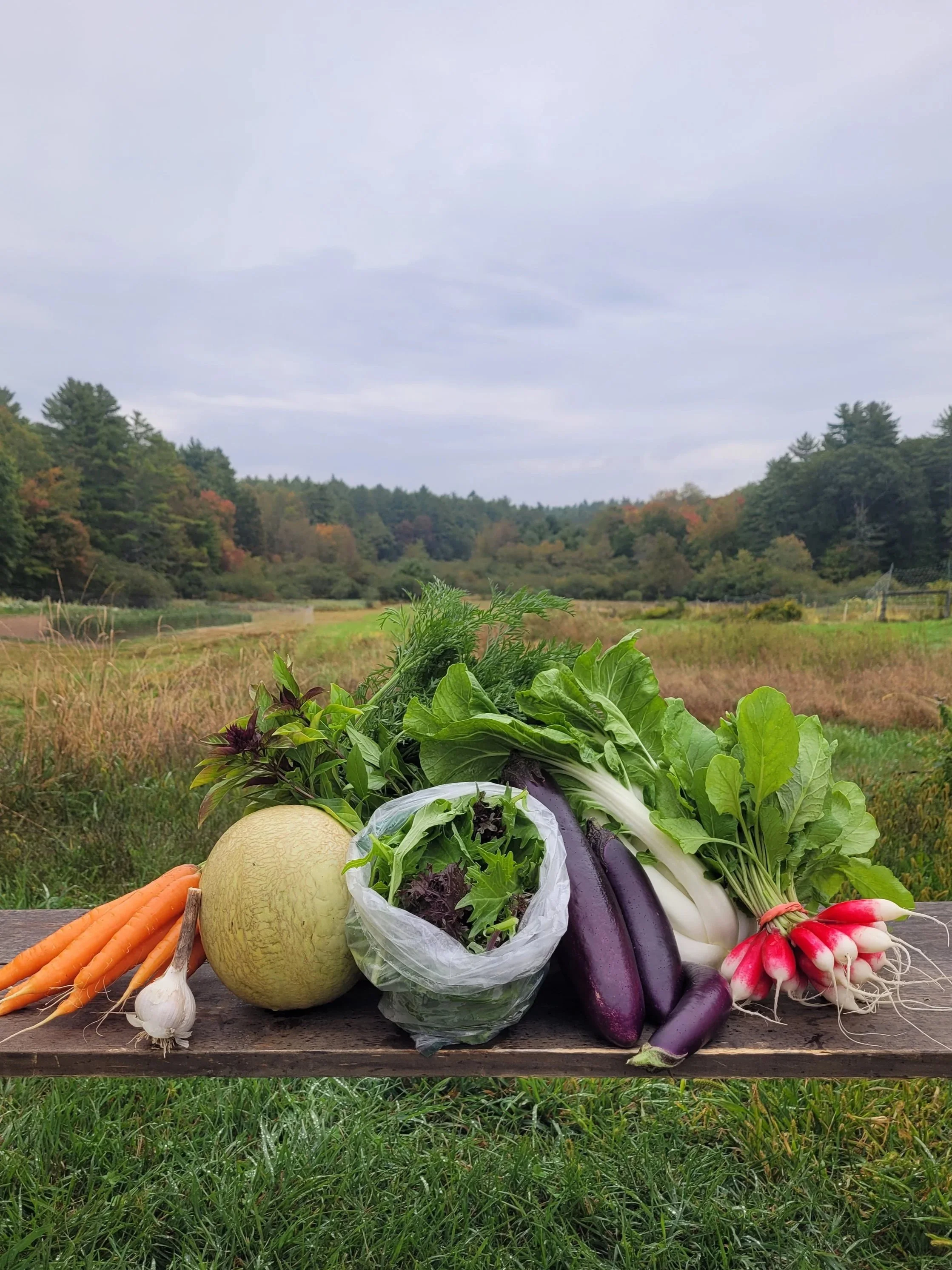 Summer 2025: Week 17