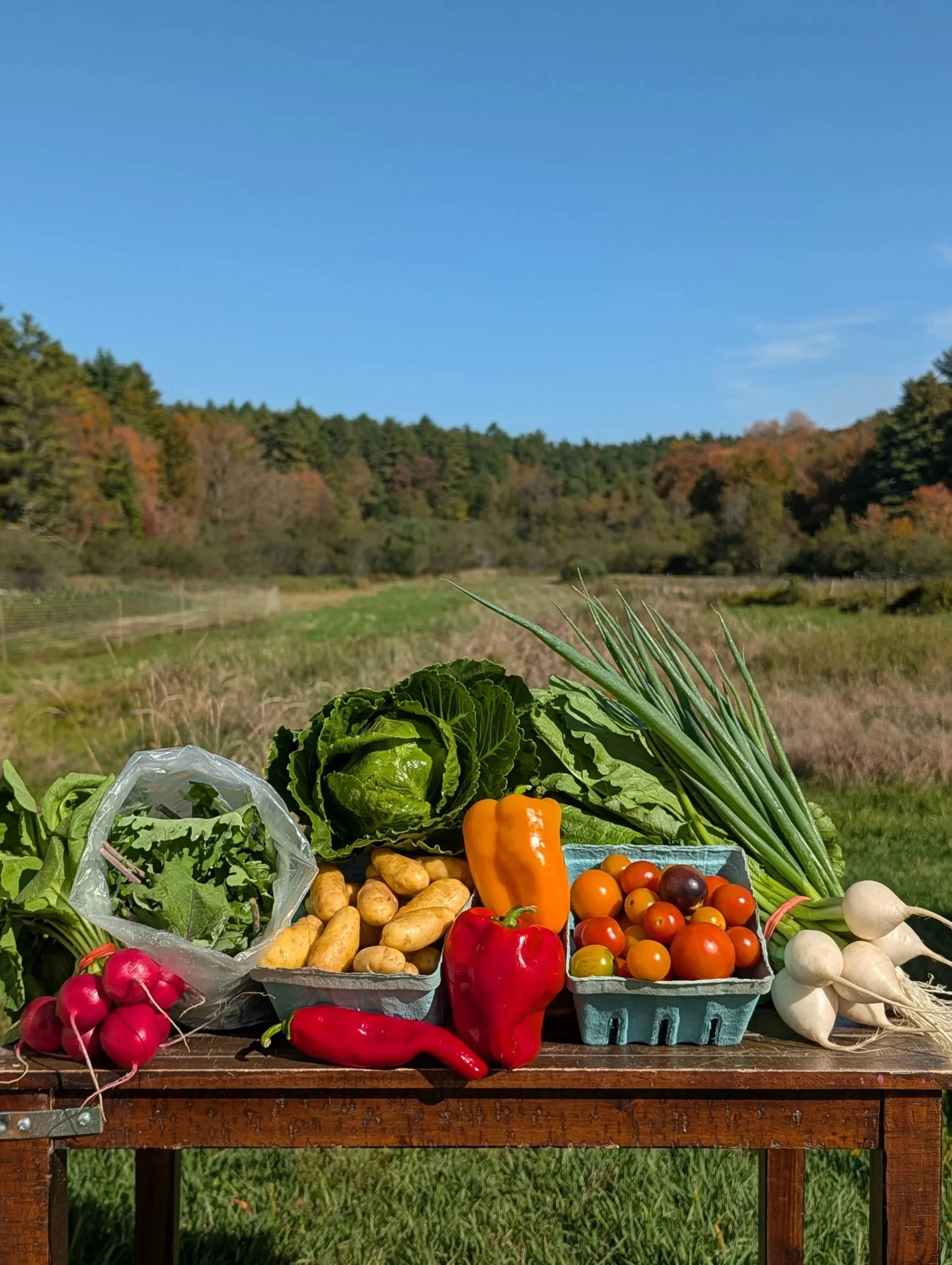 Summer 2025: Week 18