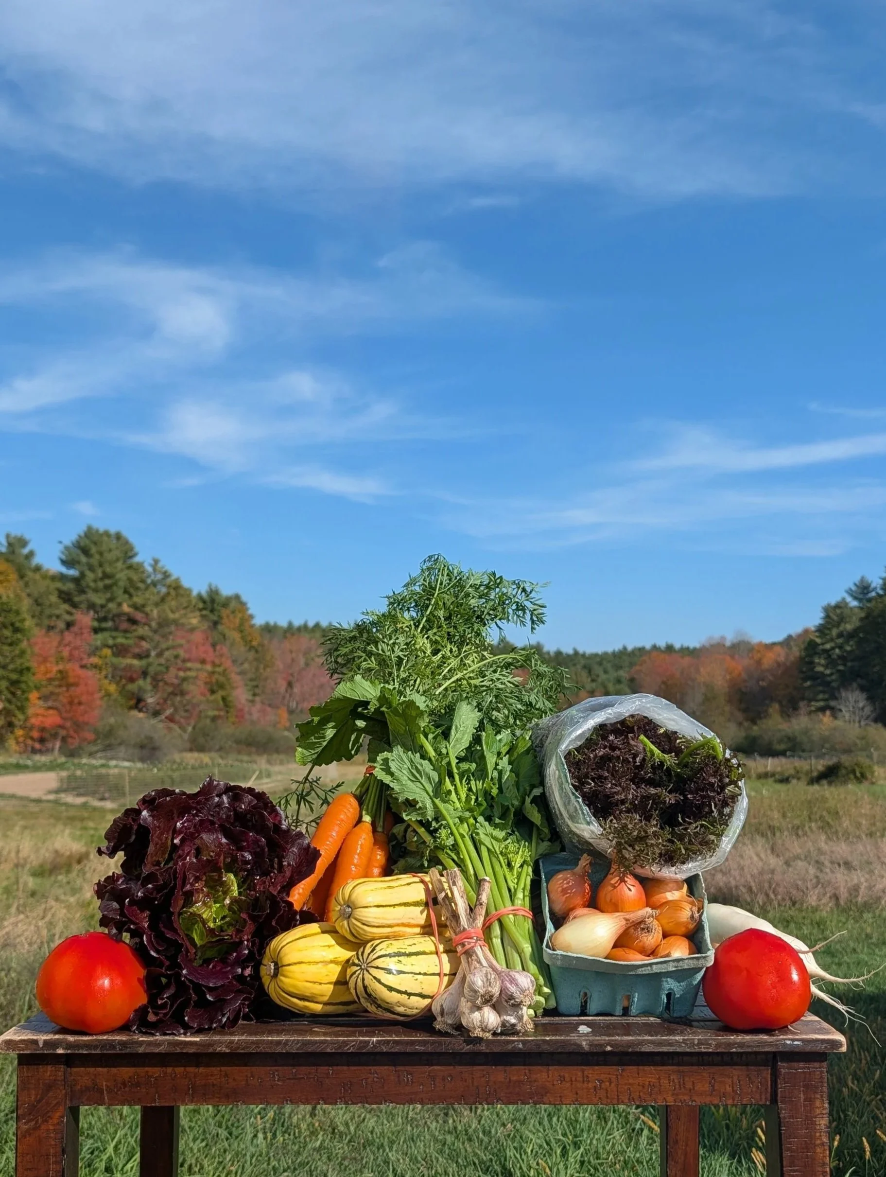 Summer 2025: Week 19