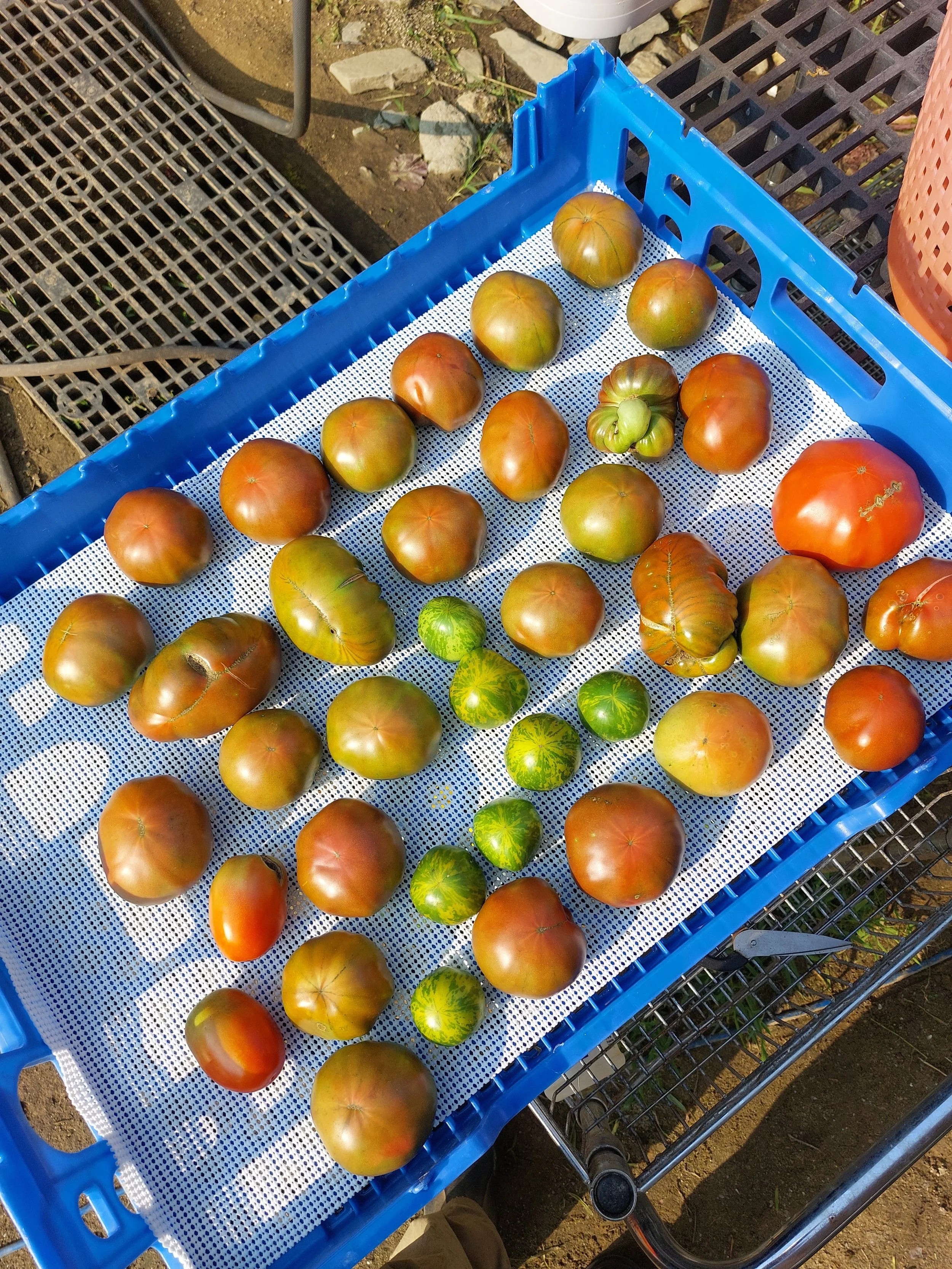 Tomatoes Have Become a Sanctuary 