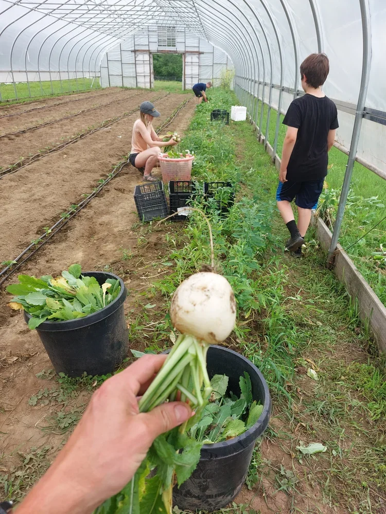 6-23-2025_turnip-V.webp