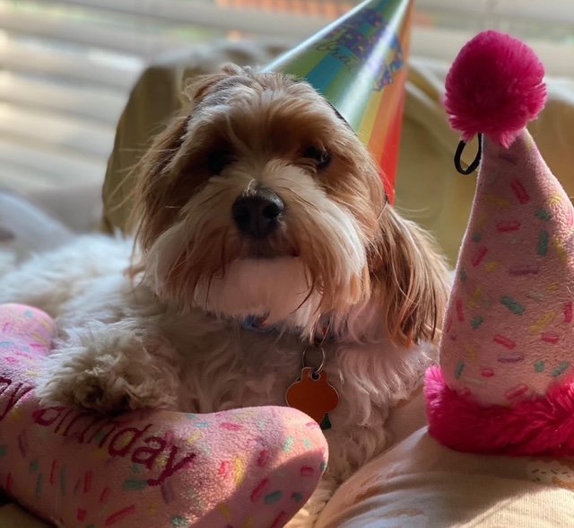 Why Pet Insurance Is a Smart Move: