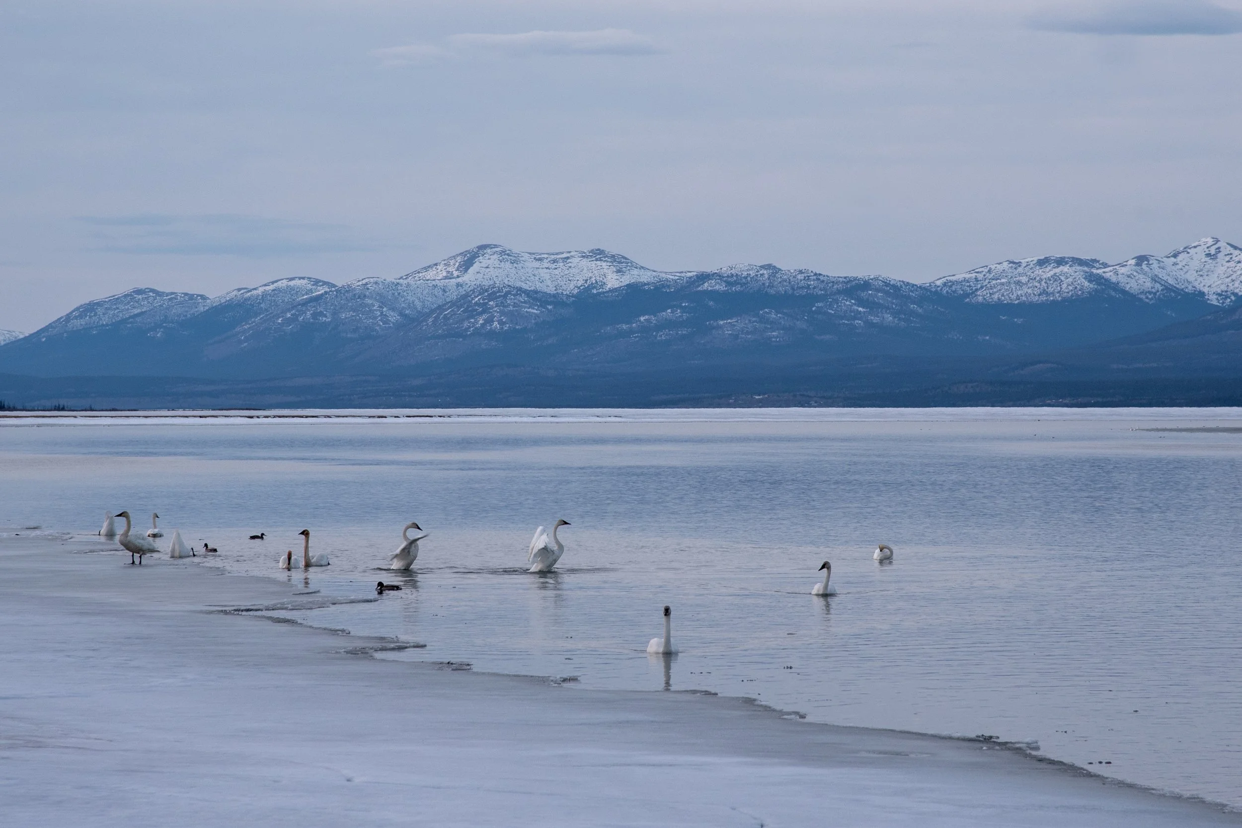 Swans and ducks swimming in icy water near a snow-covered shoreline with mountains in the distance under a cloudy sky.