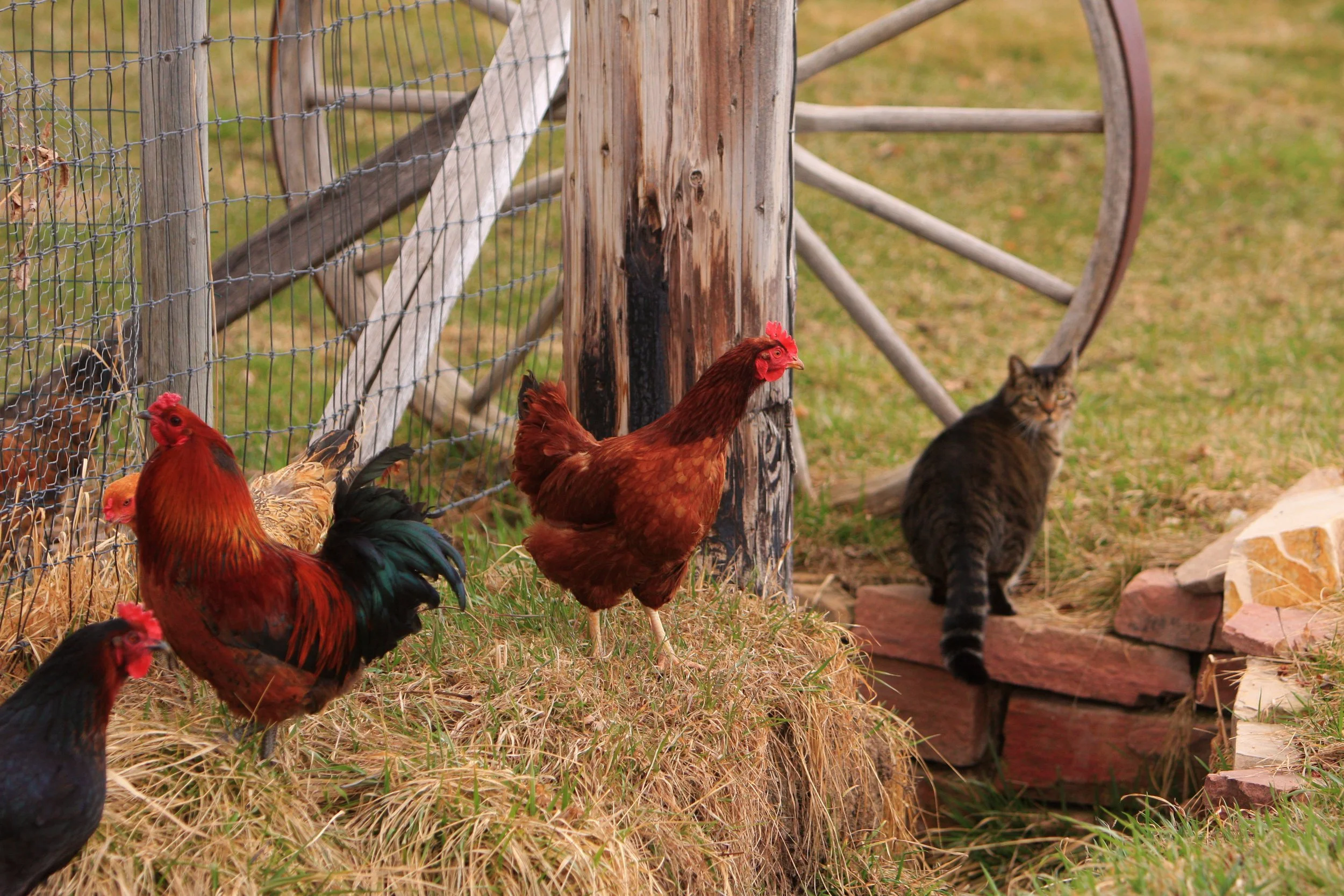 A group of chickens and a tabby cat in a rural yard. The chickens are red and black, and the cat is sitting on a brick ledge near a wheelbarrow.