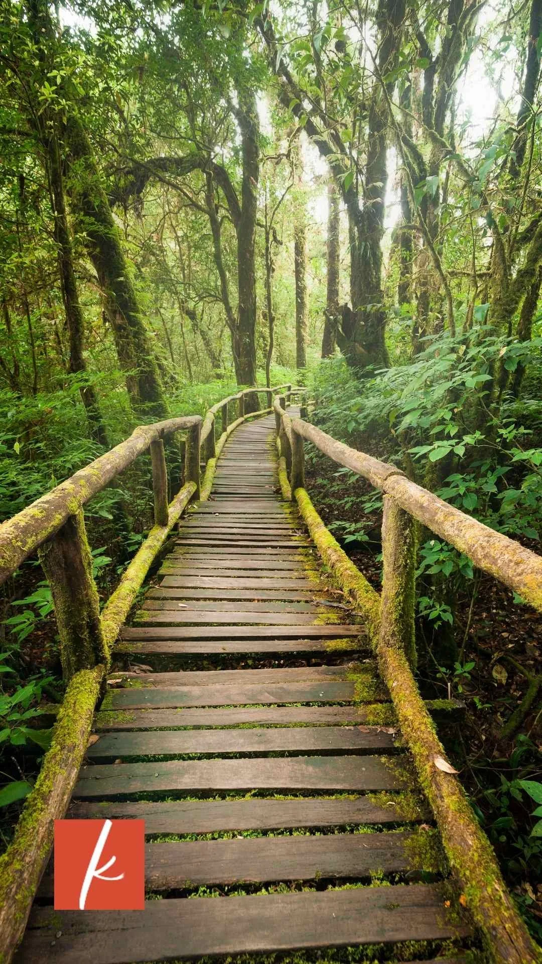 Wooden planks forming a path through a forest filled with green trees and plants