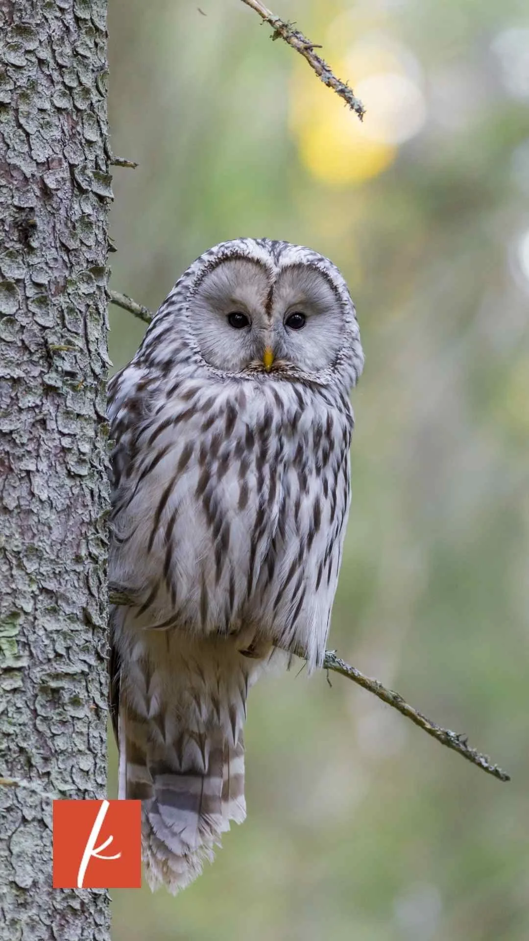 Owl perched on a tree branch in a forest, with gray and white feathers and a round face.