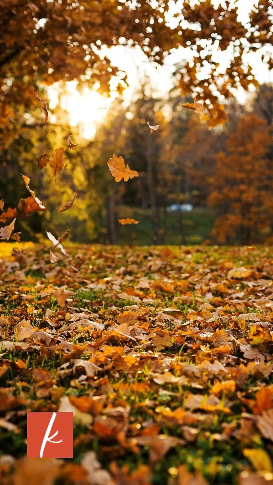 Autumn leaves falling onto a grassy park floor with golden sunlight filtering through trees.
