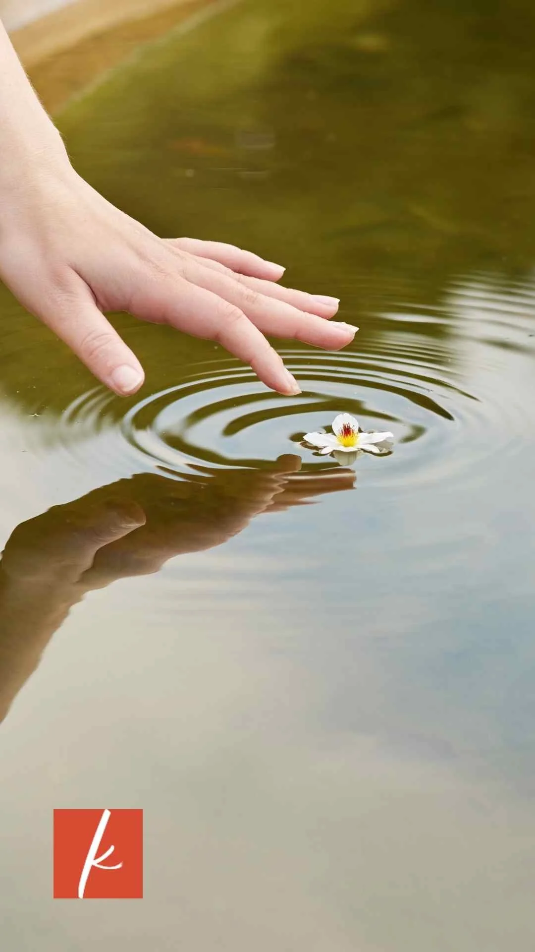 Hand touching a flower floating in water creating a ripple effect.