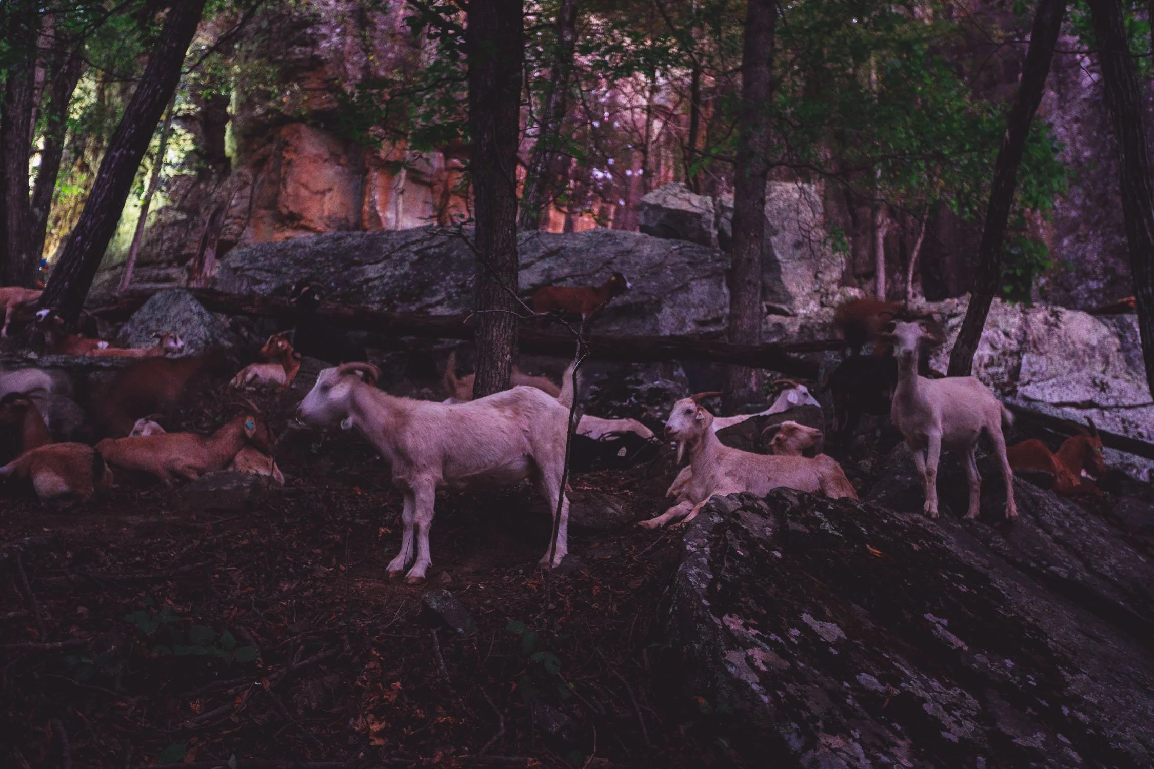 Group of goats resting and standing among rocks and trees in a forested area.