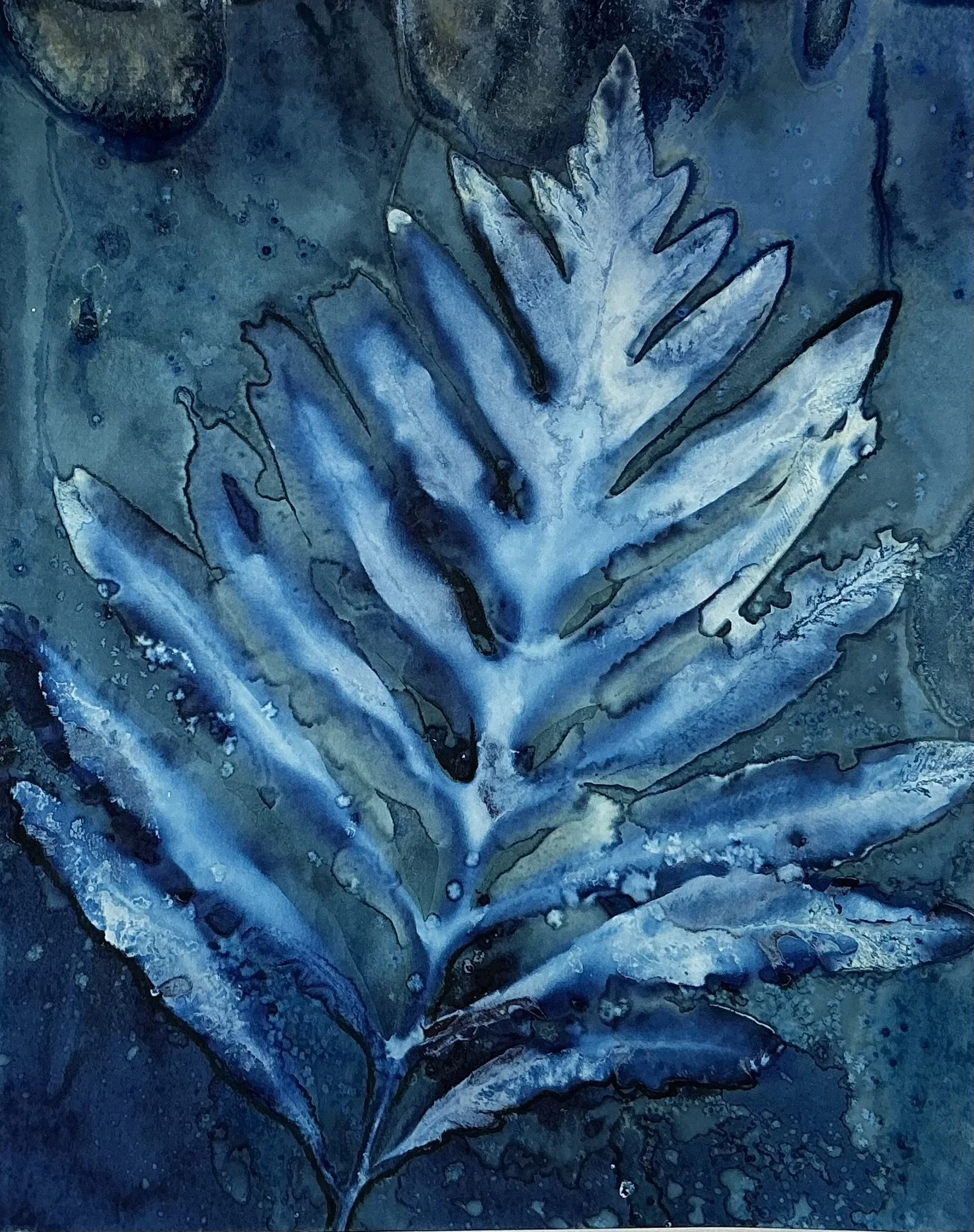 Original Cyanotype Botanical Print on Birch Paper (8x10")