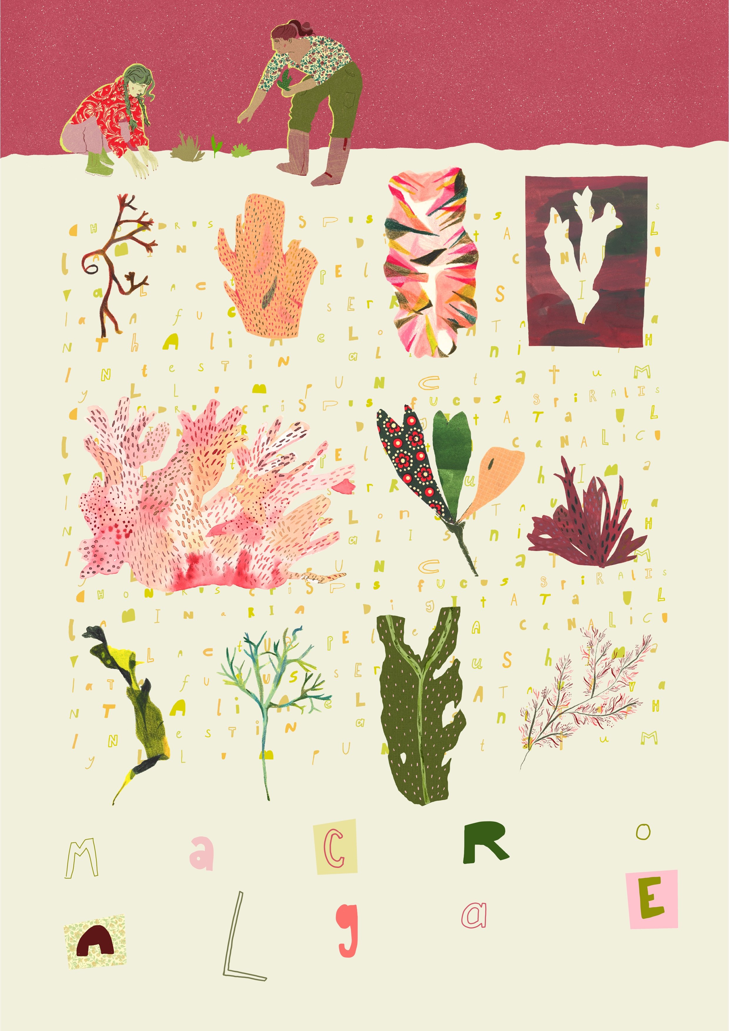 Herbarium Seaweed Poster