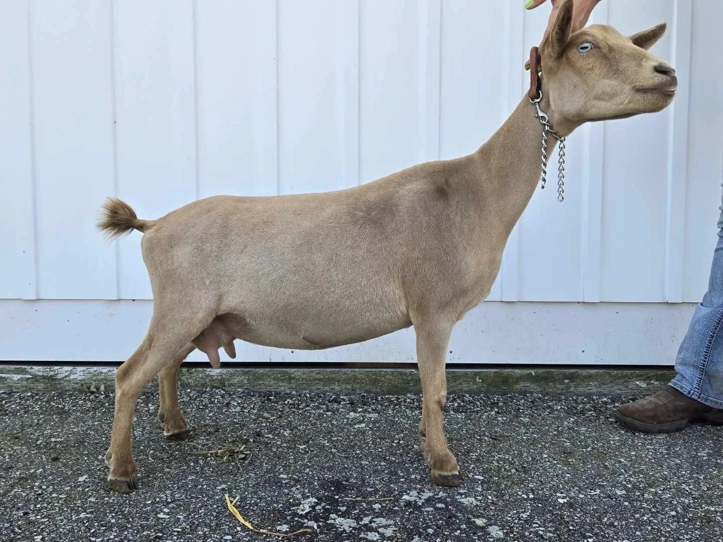 Country Critters Farm Q Karina