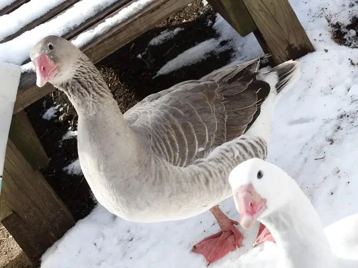 Cotton Patch Geese