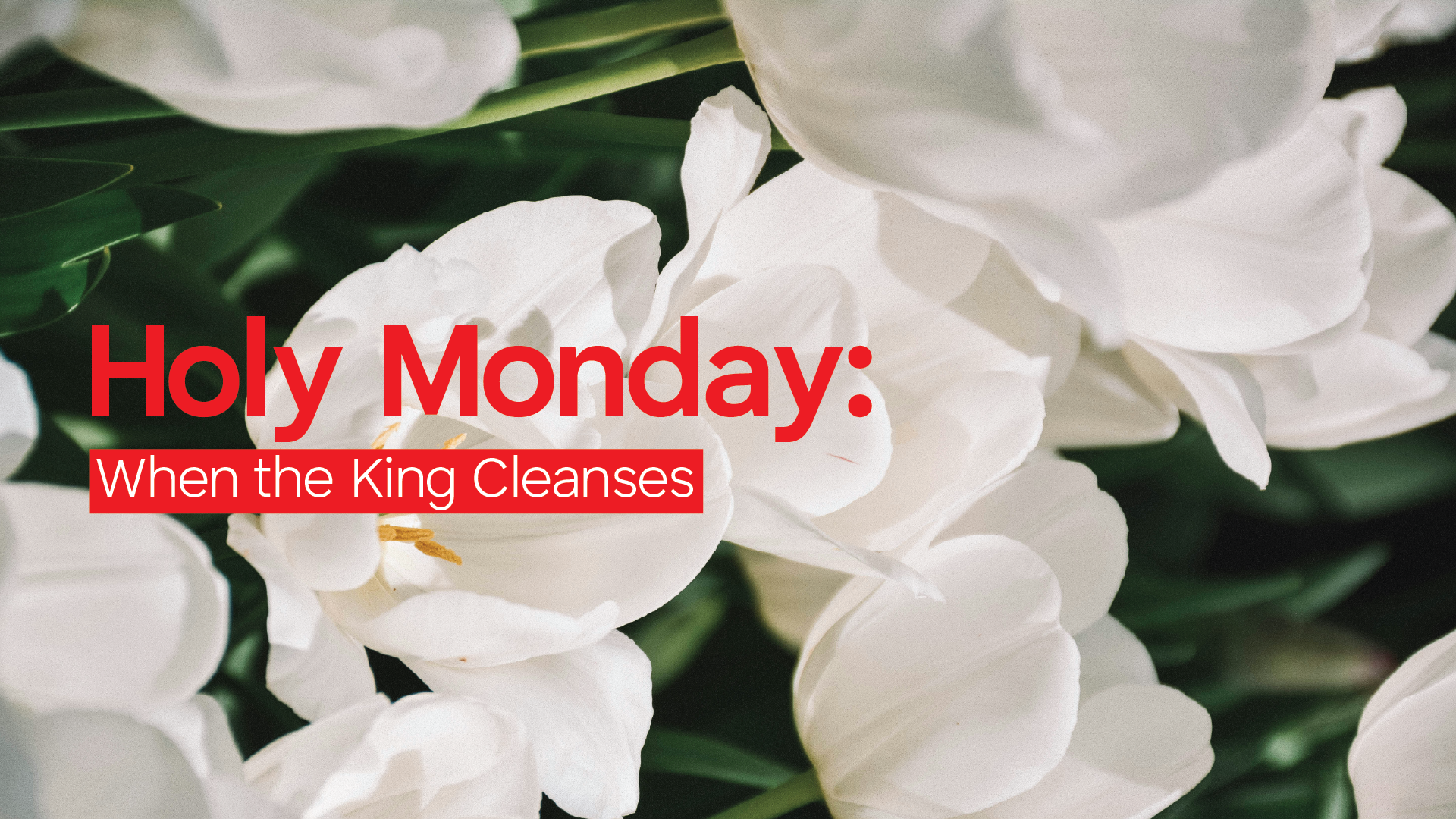 Holy Monday: When the King Cleanses