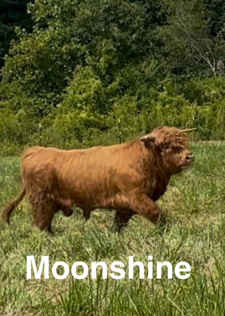 Moonshine - Highland Cattle