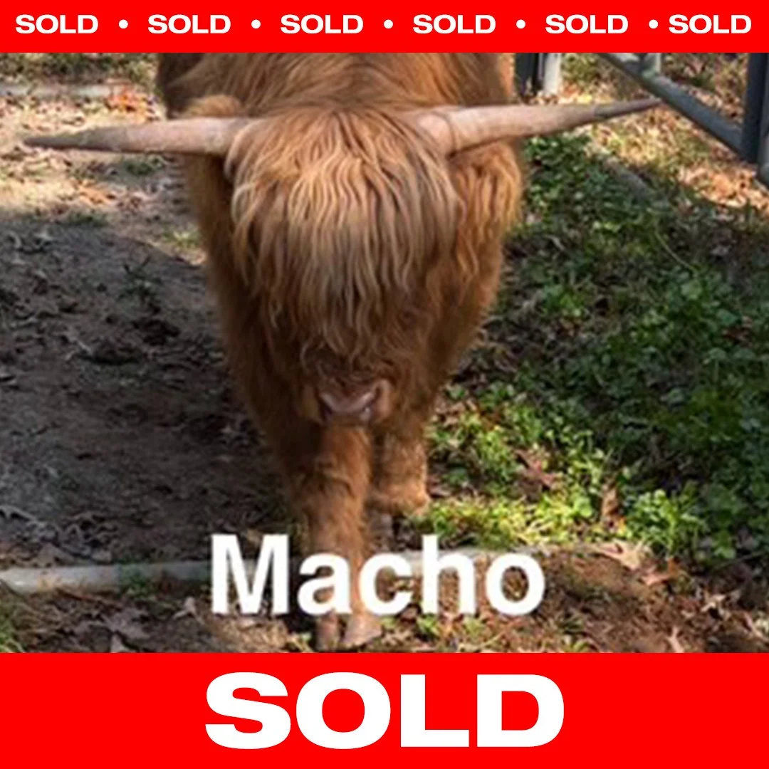 Macho - Highland Cattle - SOLD