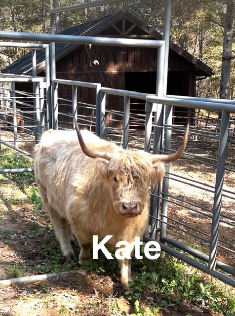 Kate - Highland Cattle