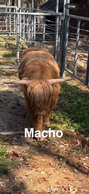 Macho - Highland Cattle