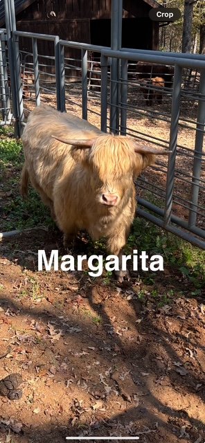 Margarita - Highland Cattle