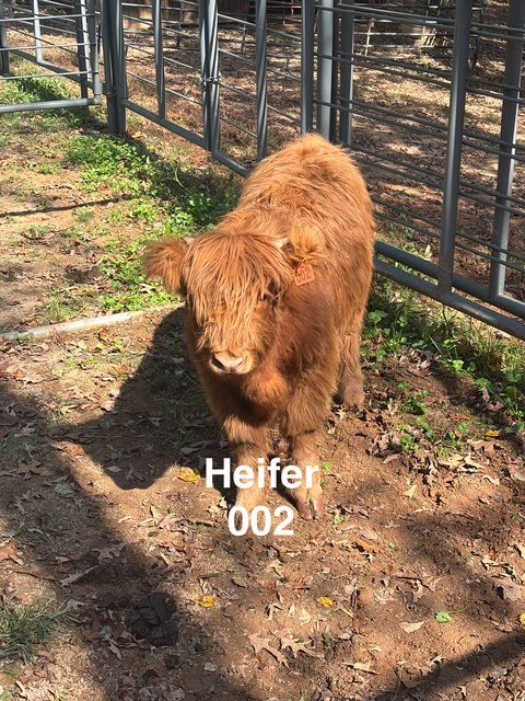 Heifer 002 - HIghland Cattle